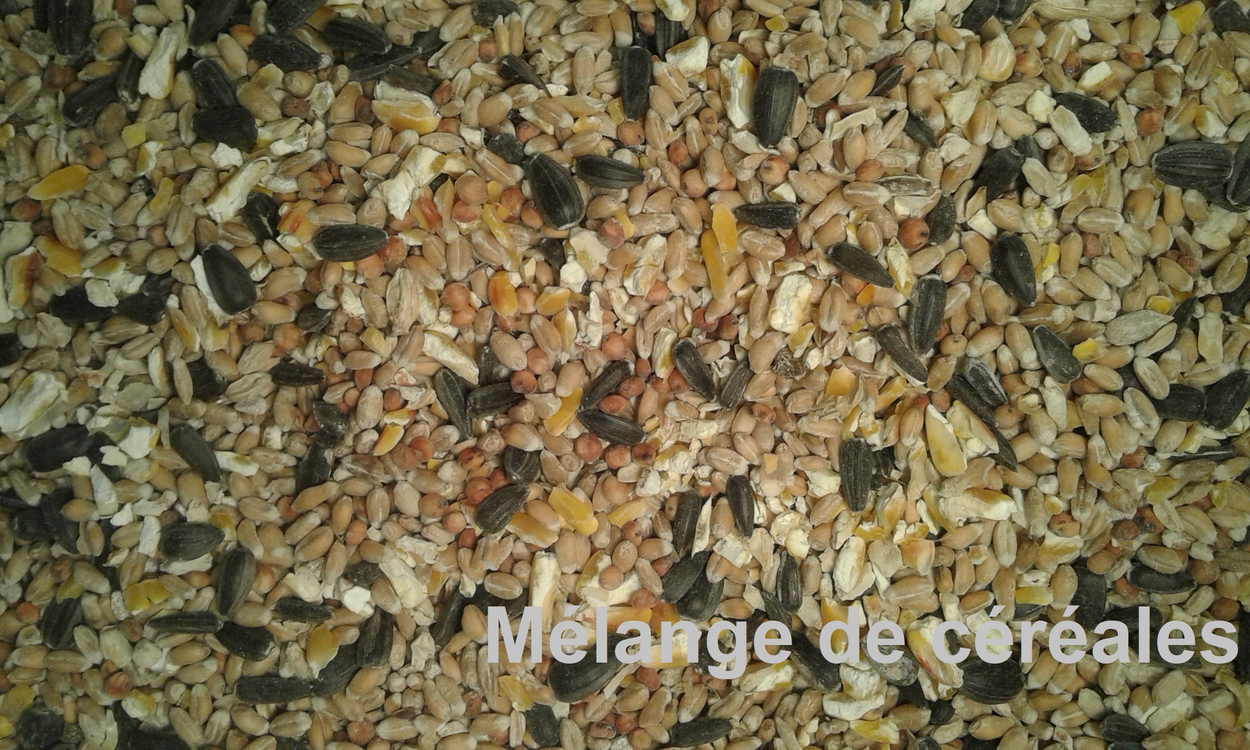 Melange-cereales-2