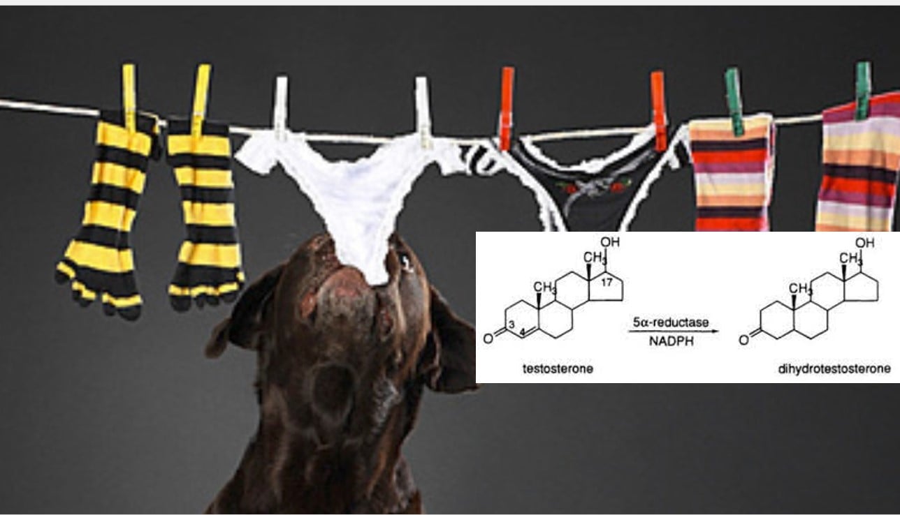 pourquoi un chien castré peut voir améliorer son hyperréactivité par un anti-testostérone ? 
