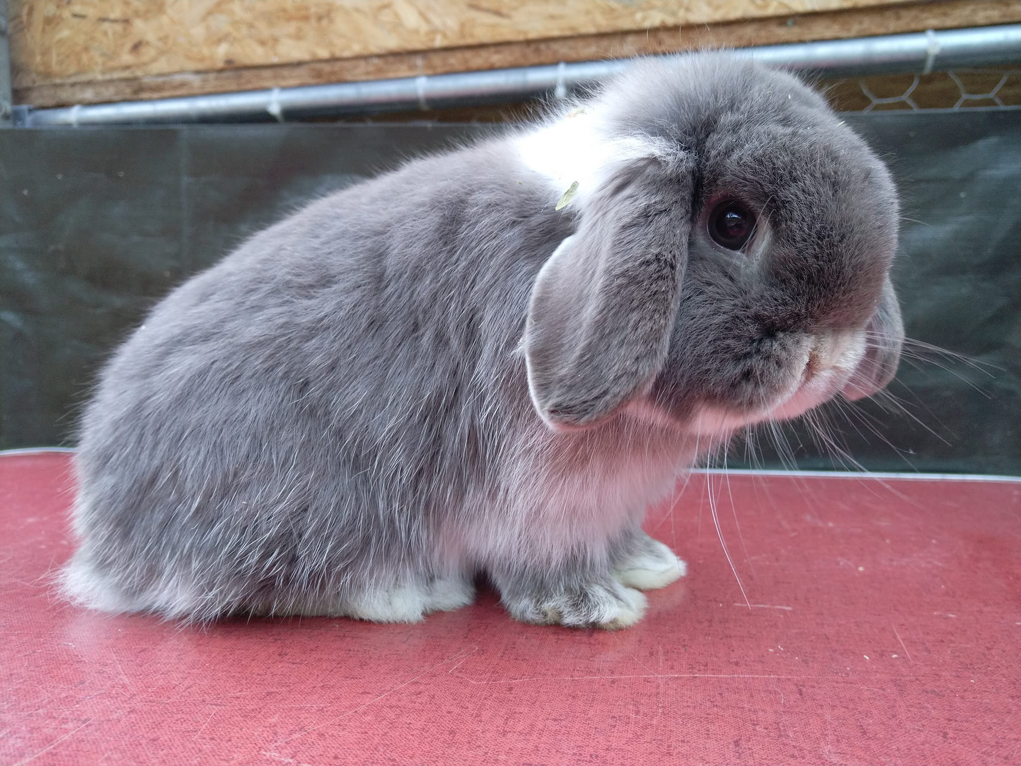 Haribo