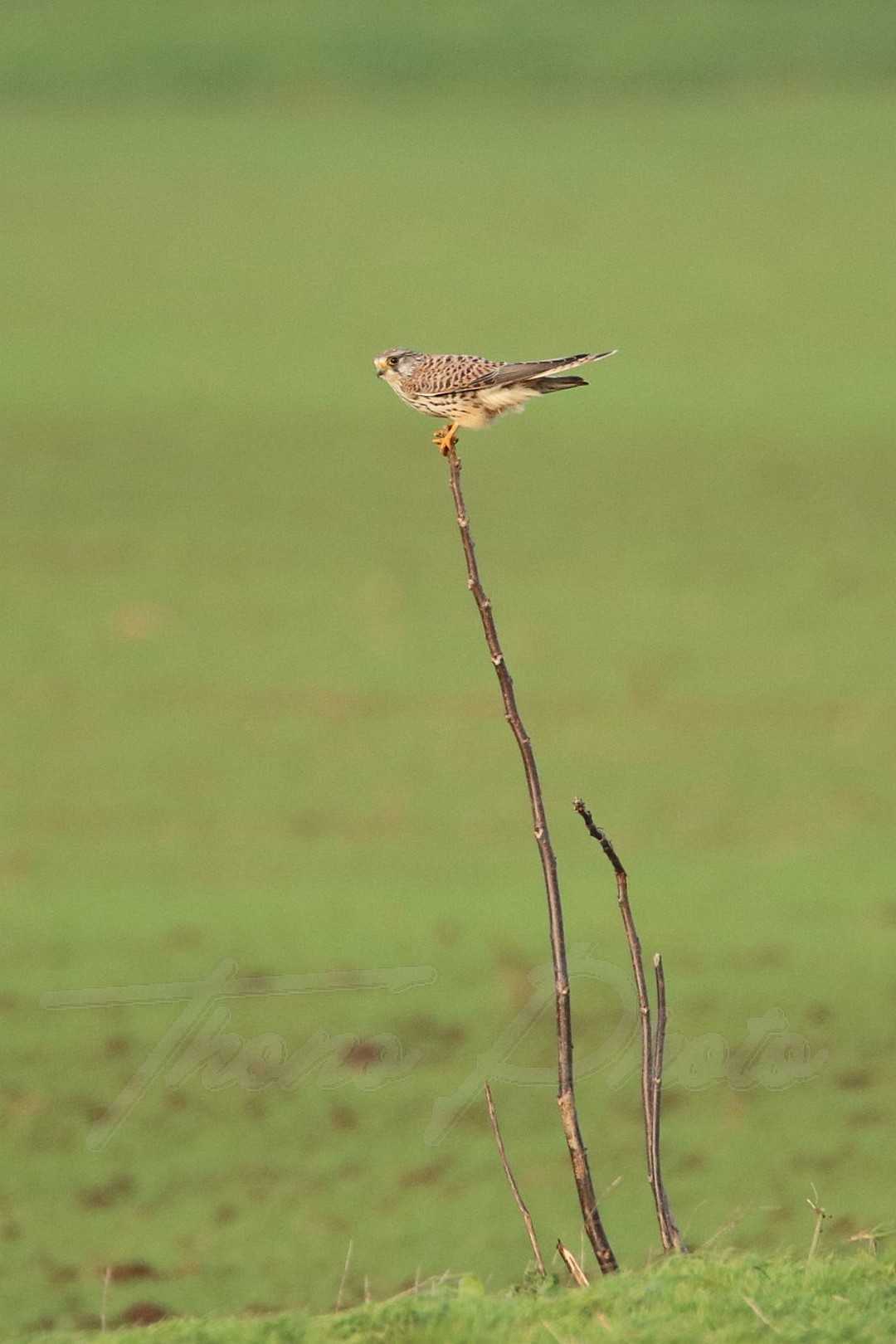 Faucon-crecerelle-Aigondigne-2020-12-28F