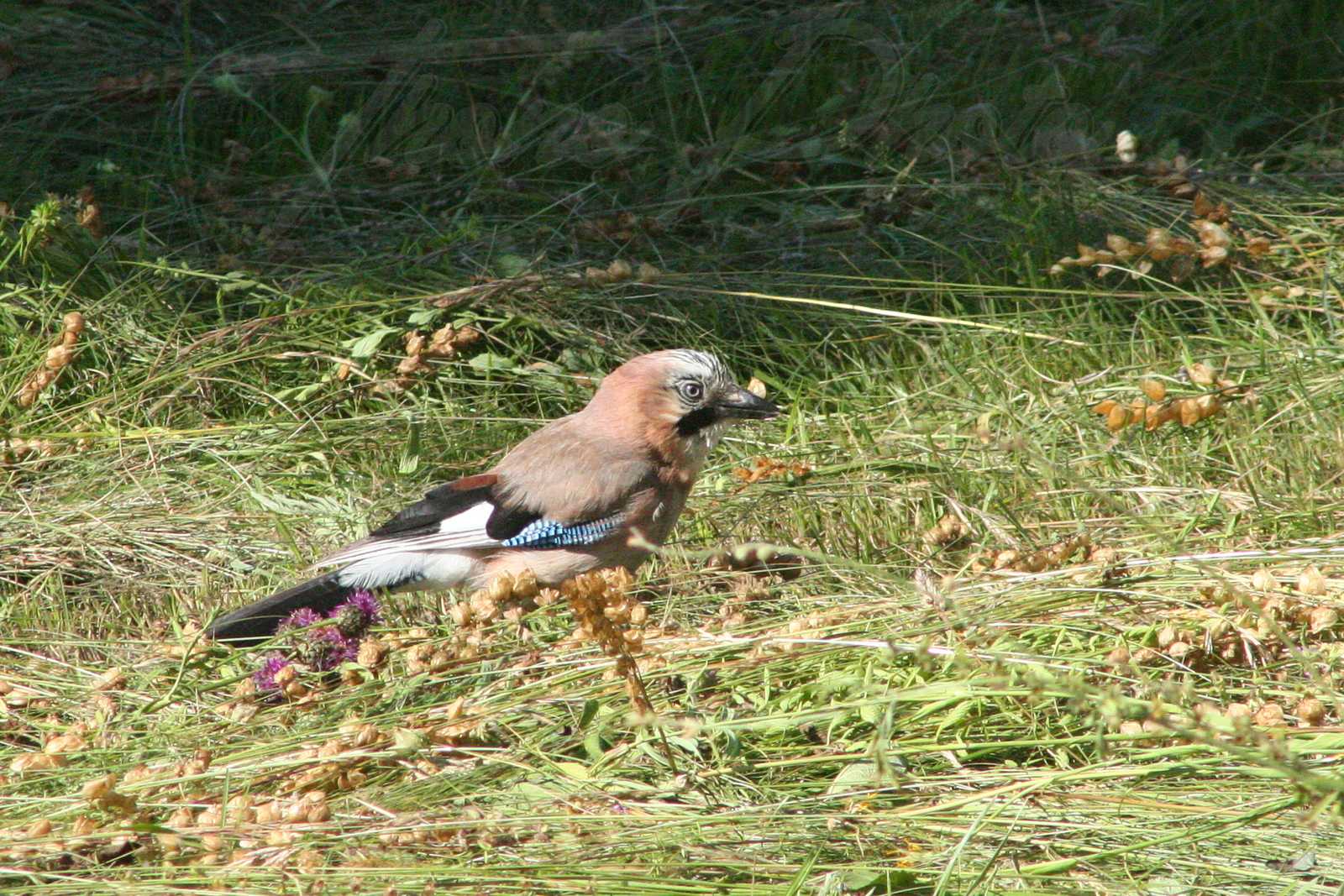 Geai-des-chenes-2016-07-09-4581-F