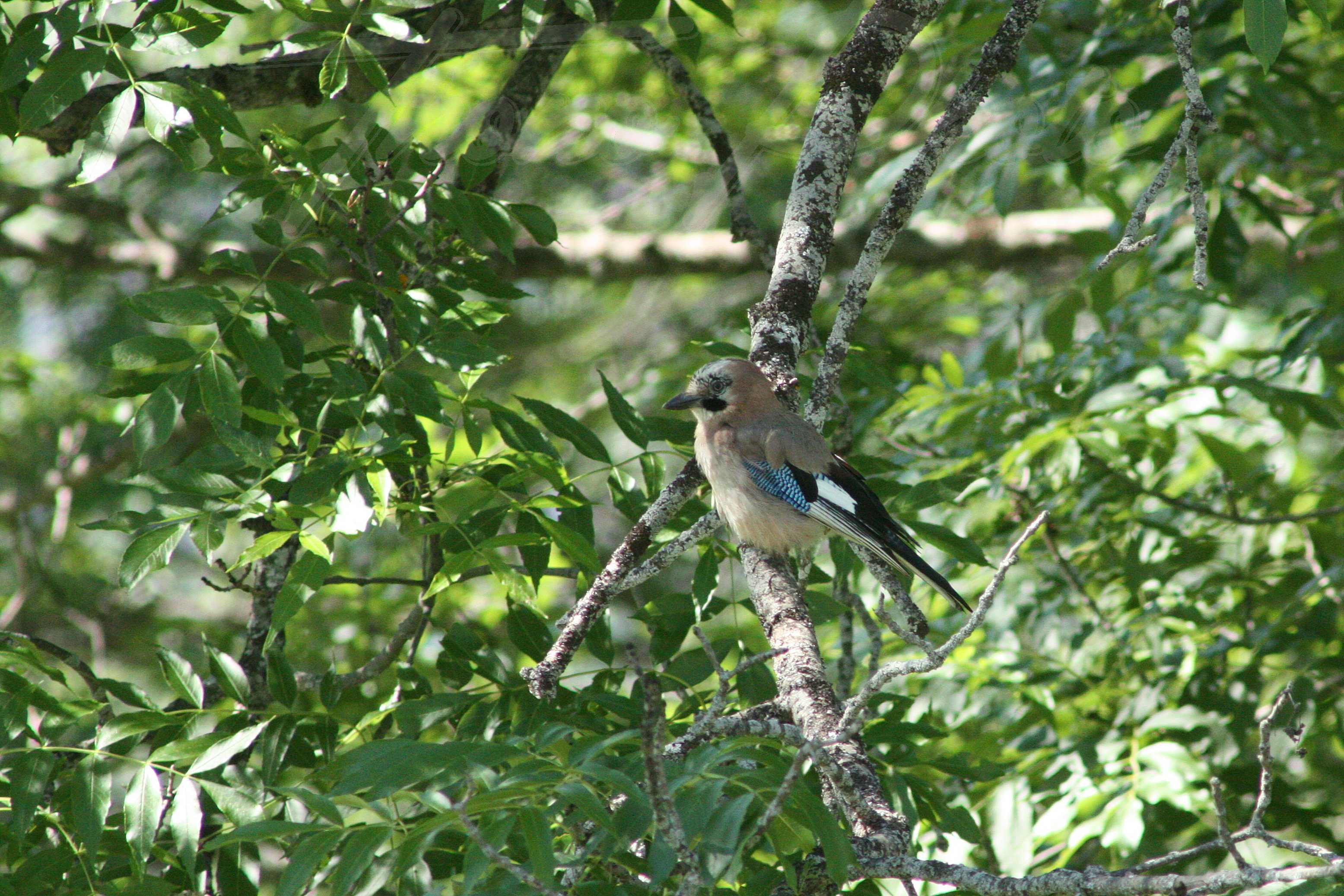 Geai-des-chenes-2016-07-09-4590-F