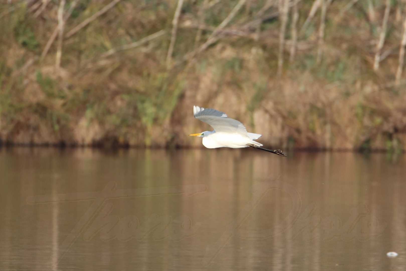 Grande aigrette lac de trevoix ollainville 2020 11 28f