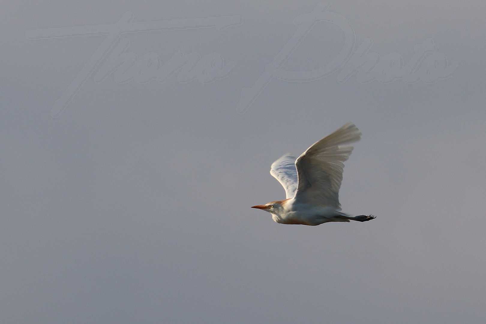 Heron-garde-boeufs-Lac-de-Maine-Angers-2021-07-16-6986F