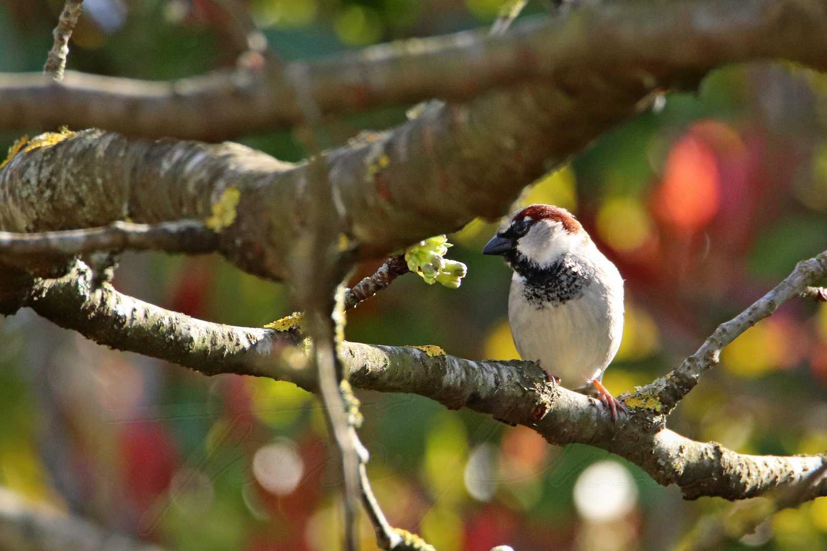 Moineau domestique breuillet 2021 03 29 6125f