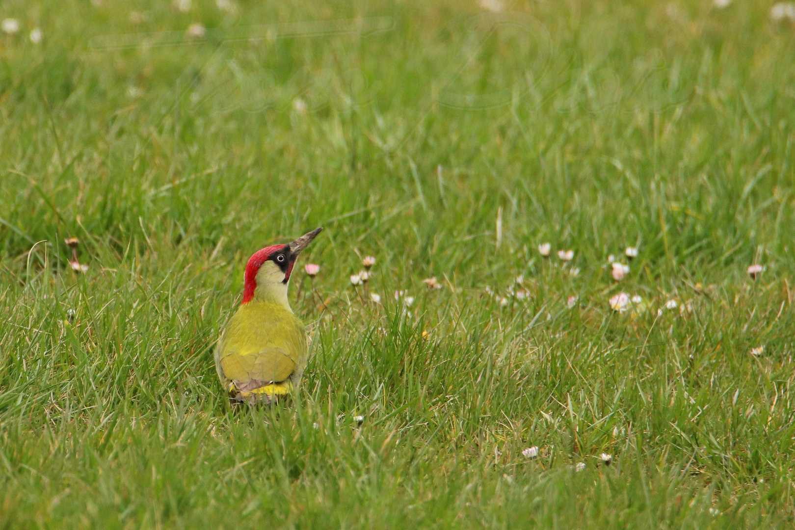 Pic-vert-male-Breuillet-2021-03-23-5969F