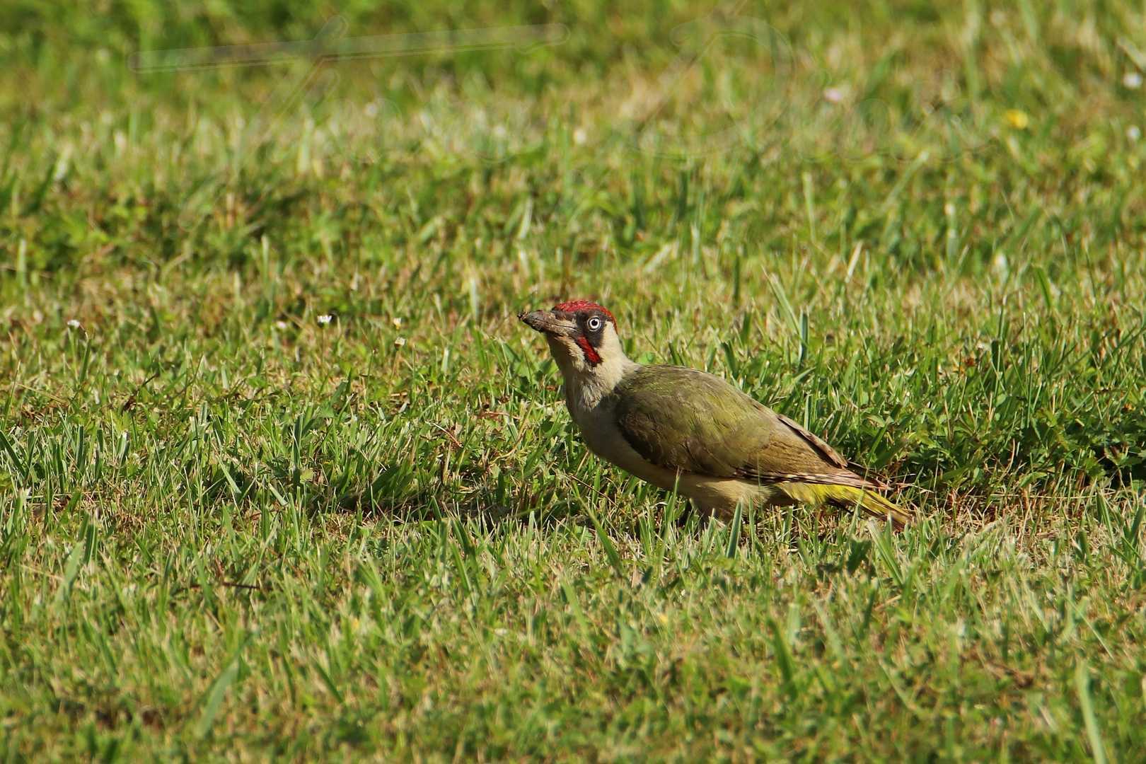 Pic-vert-male-Breuillet-2021-06-18-6689F