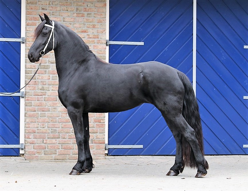 Dieke4