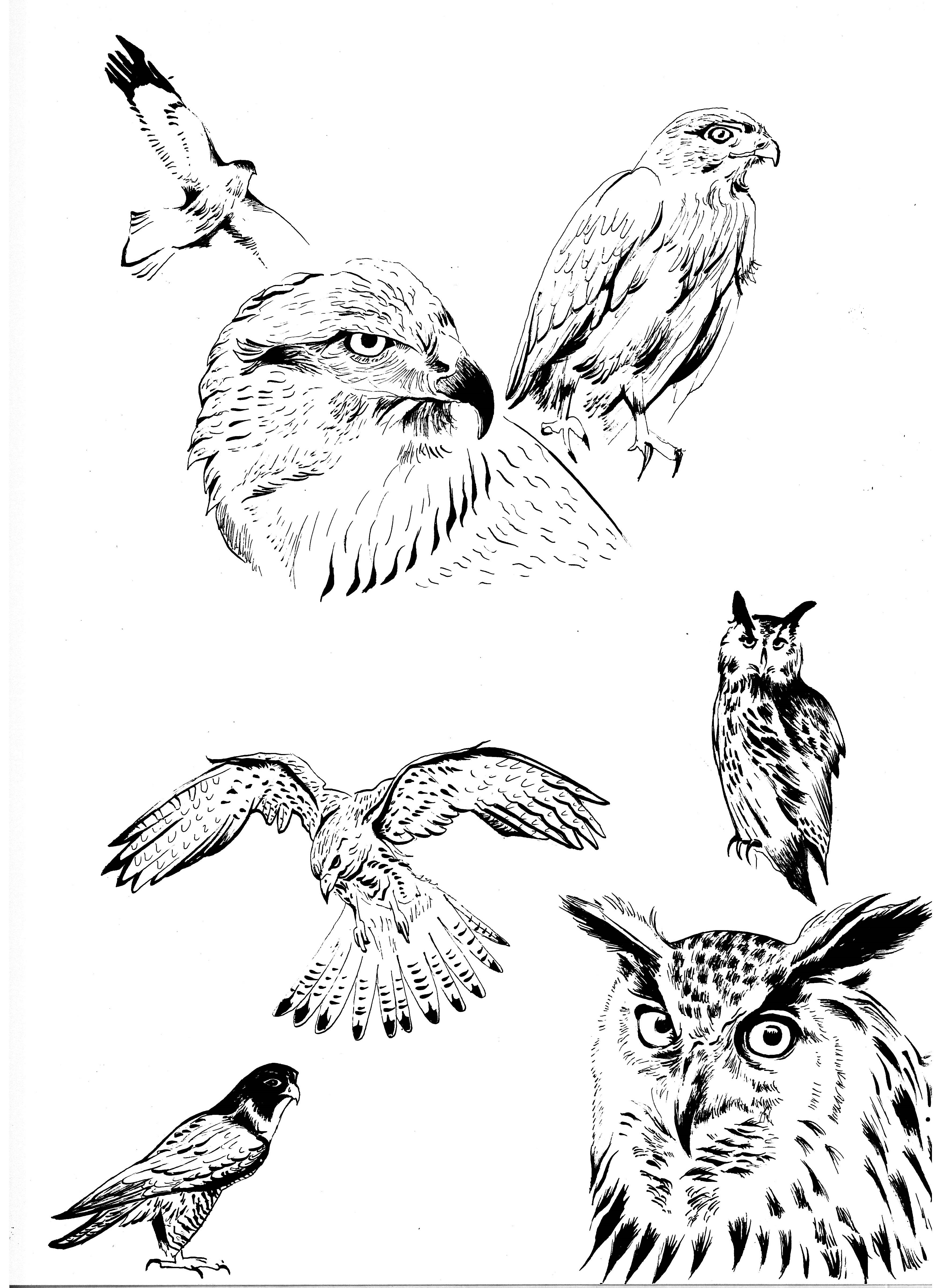 Rapaces