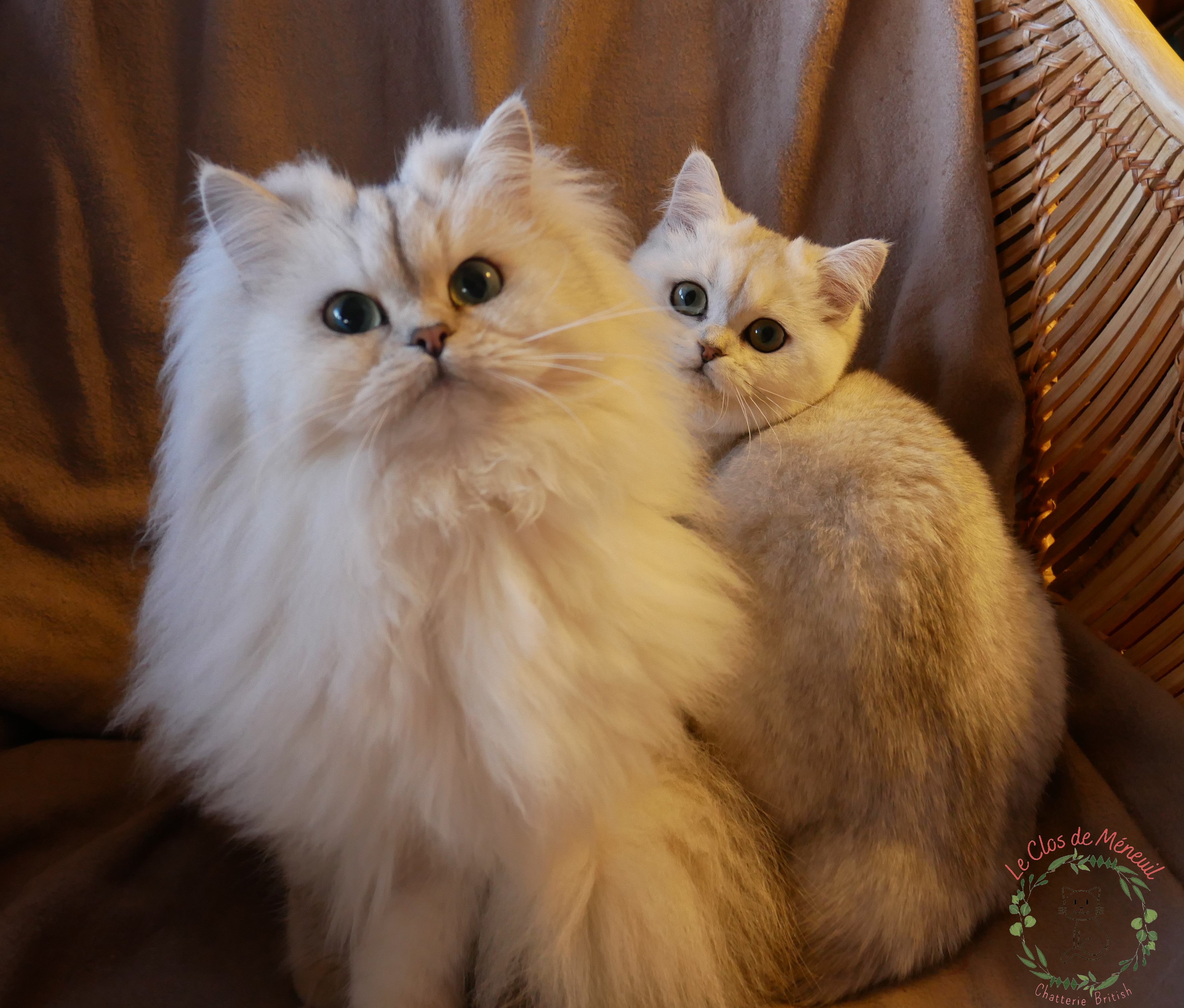 Raja et saphire 2