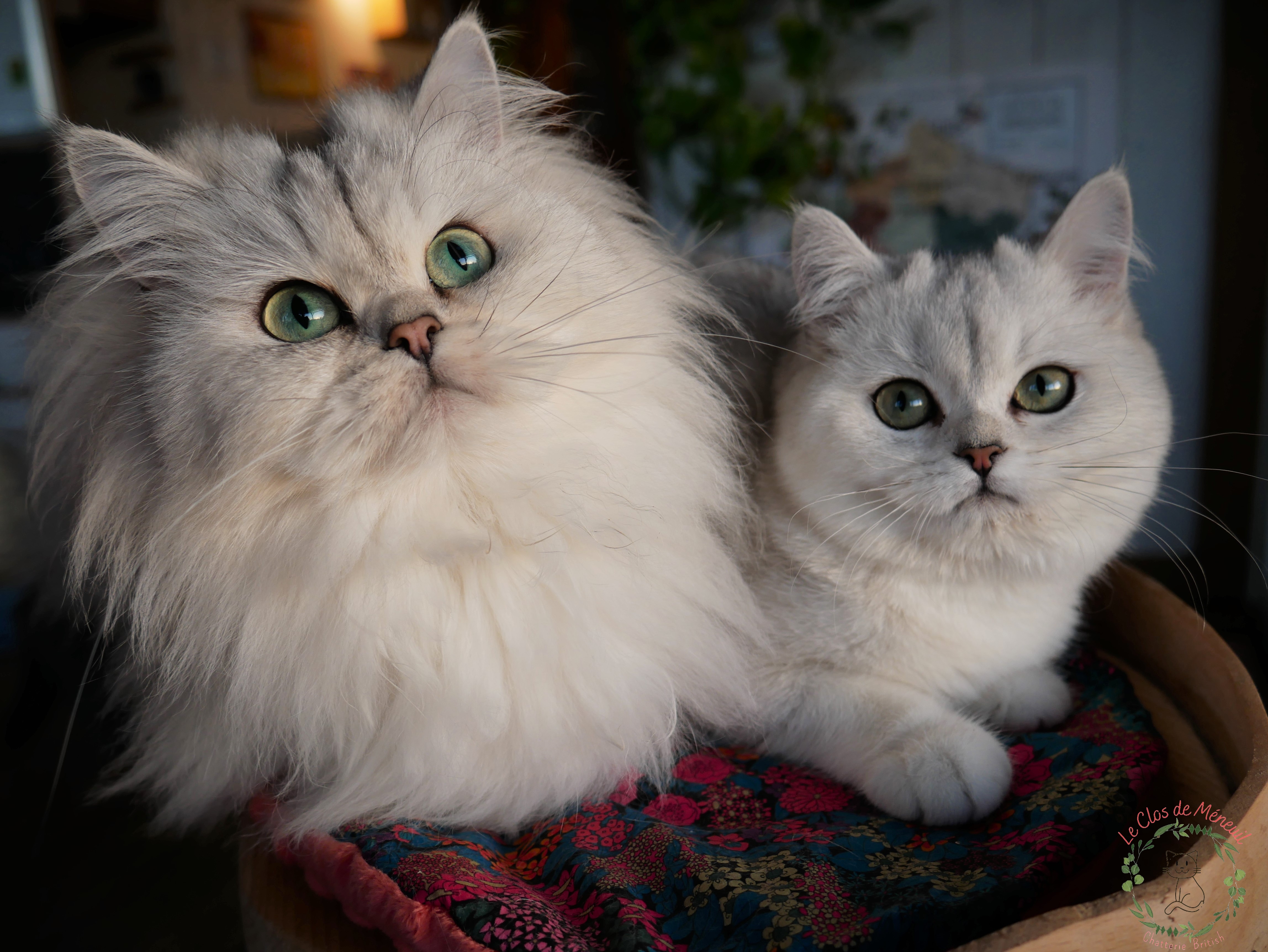 Raja et saphire