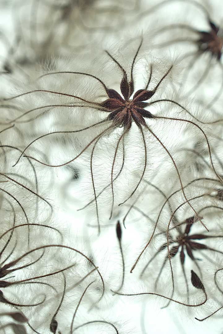 Clematites