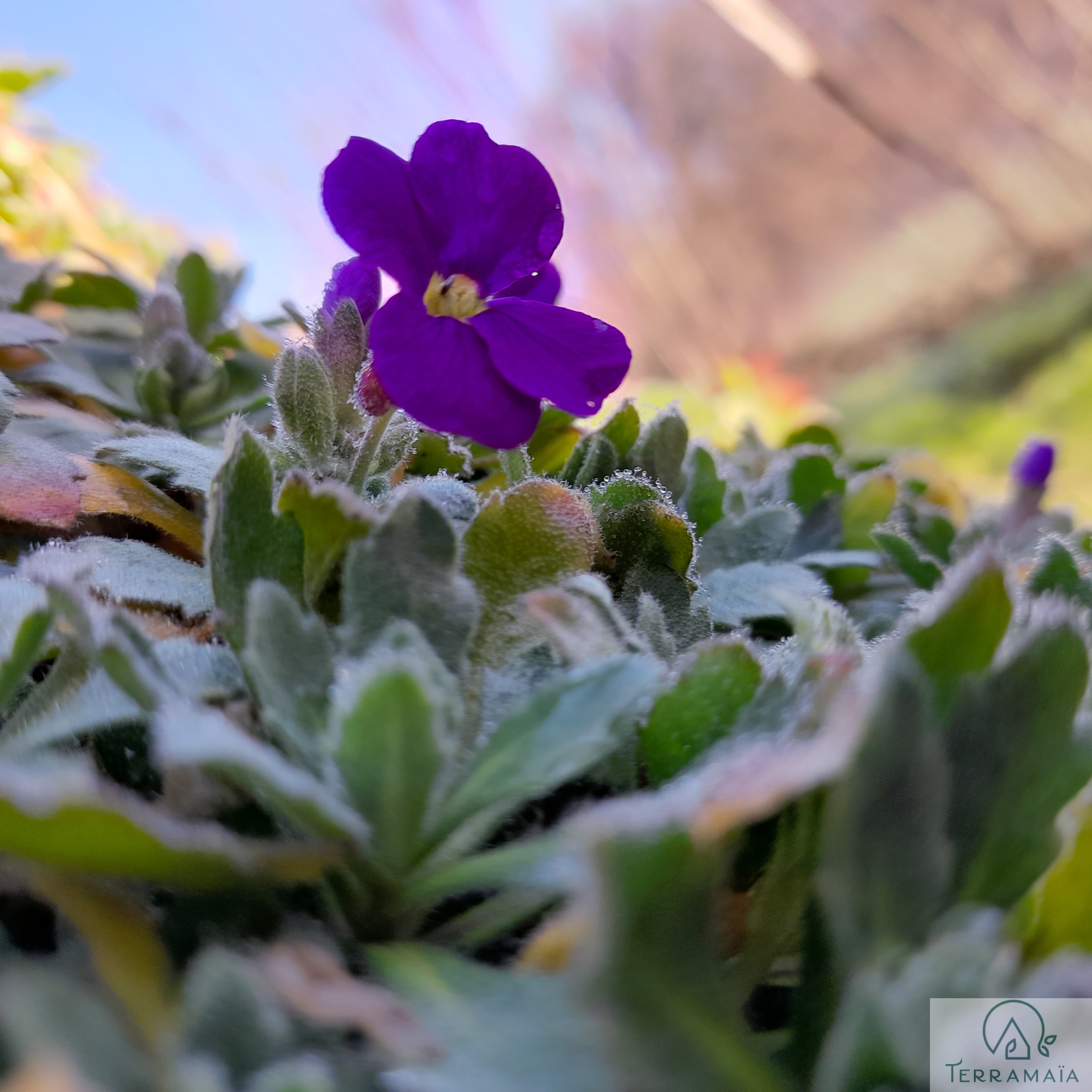 Fleur d hiver a terramaia