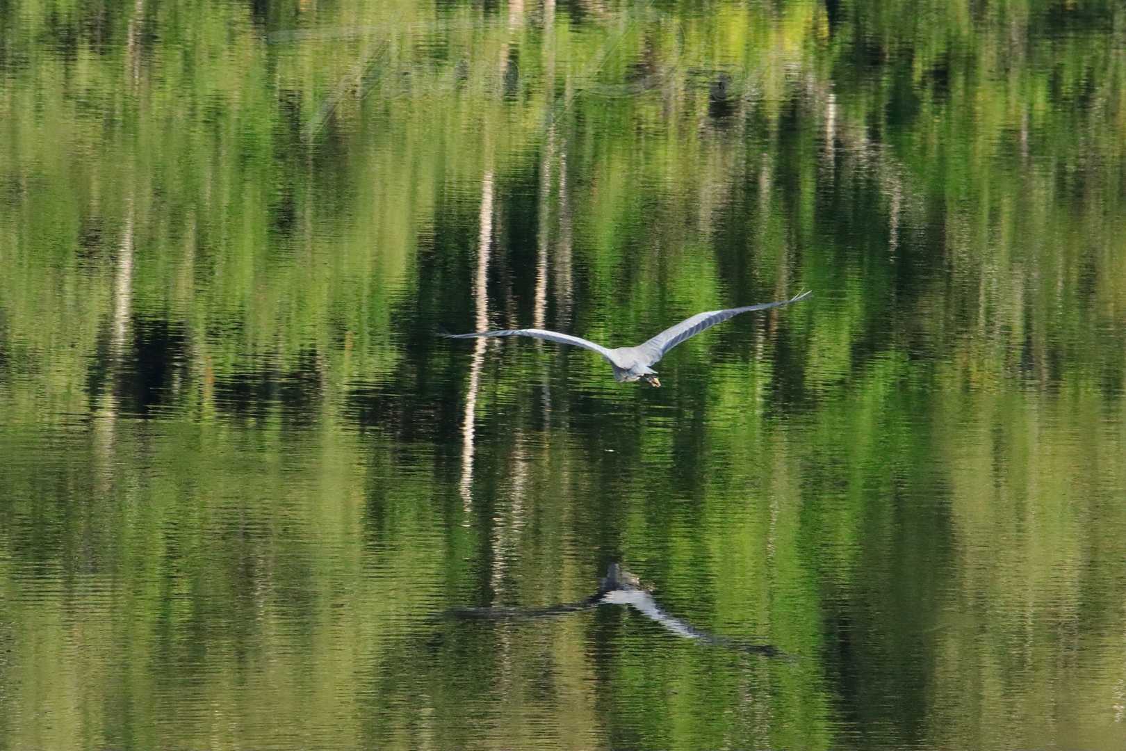 Heron cendre lac des bariousses treignac 2021 09 11 2 0273f