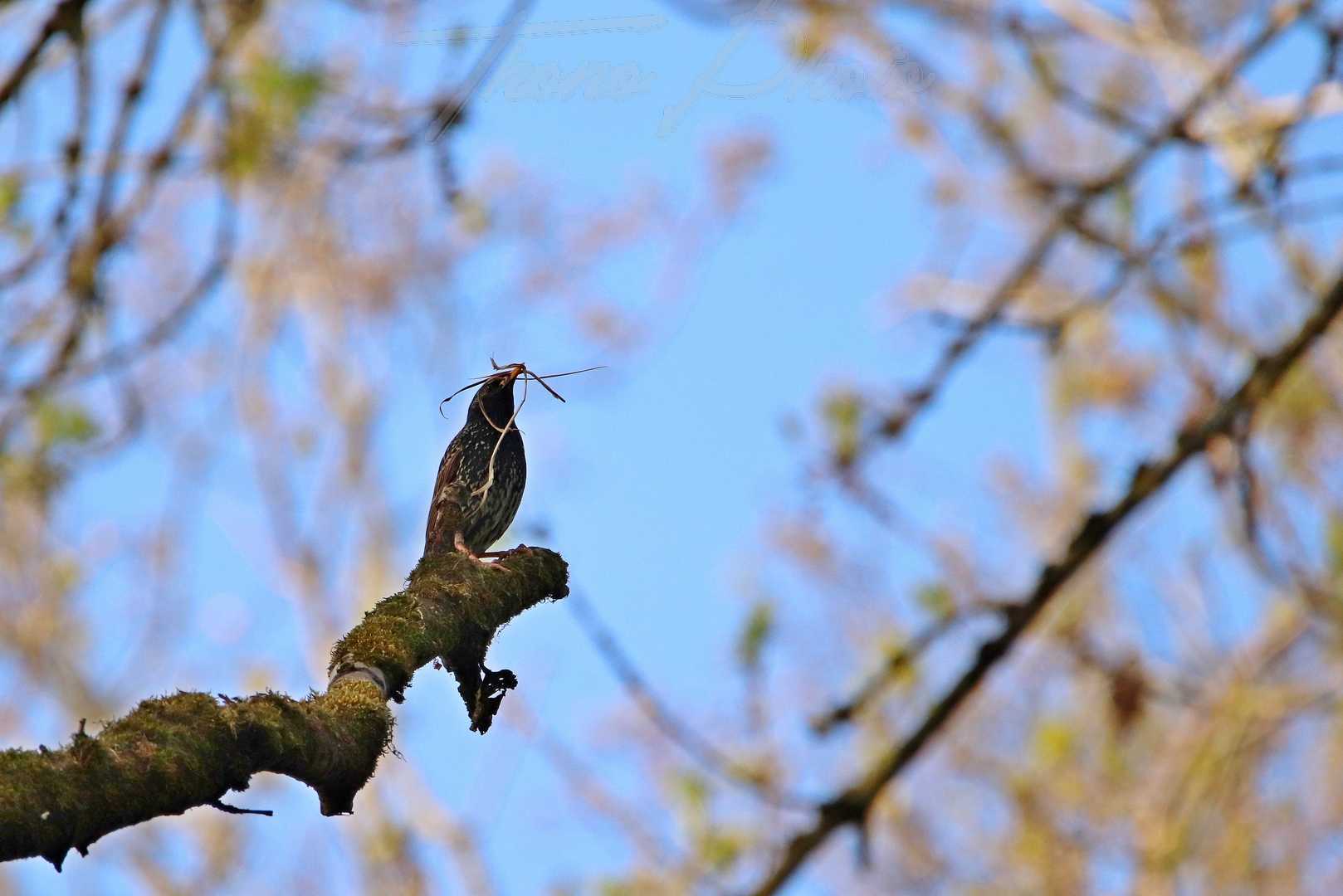 Etourneau-sansonnet-Boissy-sous-St-Yon-2021-04-26-6229F