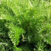Feuilles de l'achillée (fabrication-purin-extrait-fermenté)