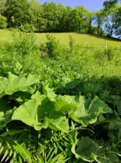 Récolte de plantes sauvages pour la fabrication du purin de bardane