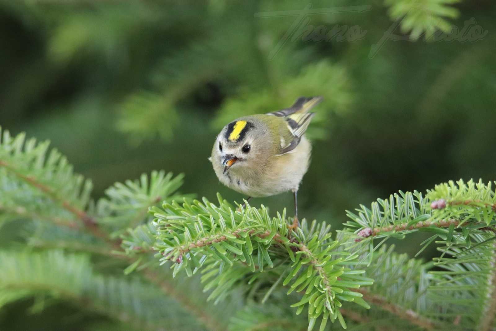 Roitelet-huppe-Breuillet-2020-11-14-3F