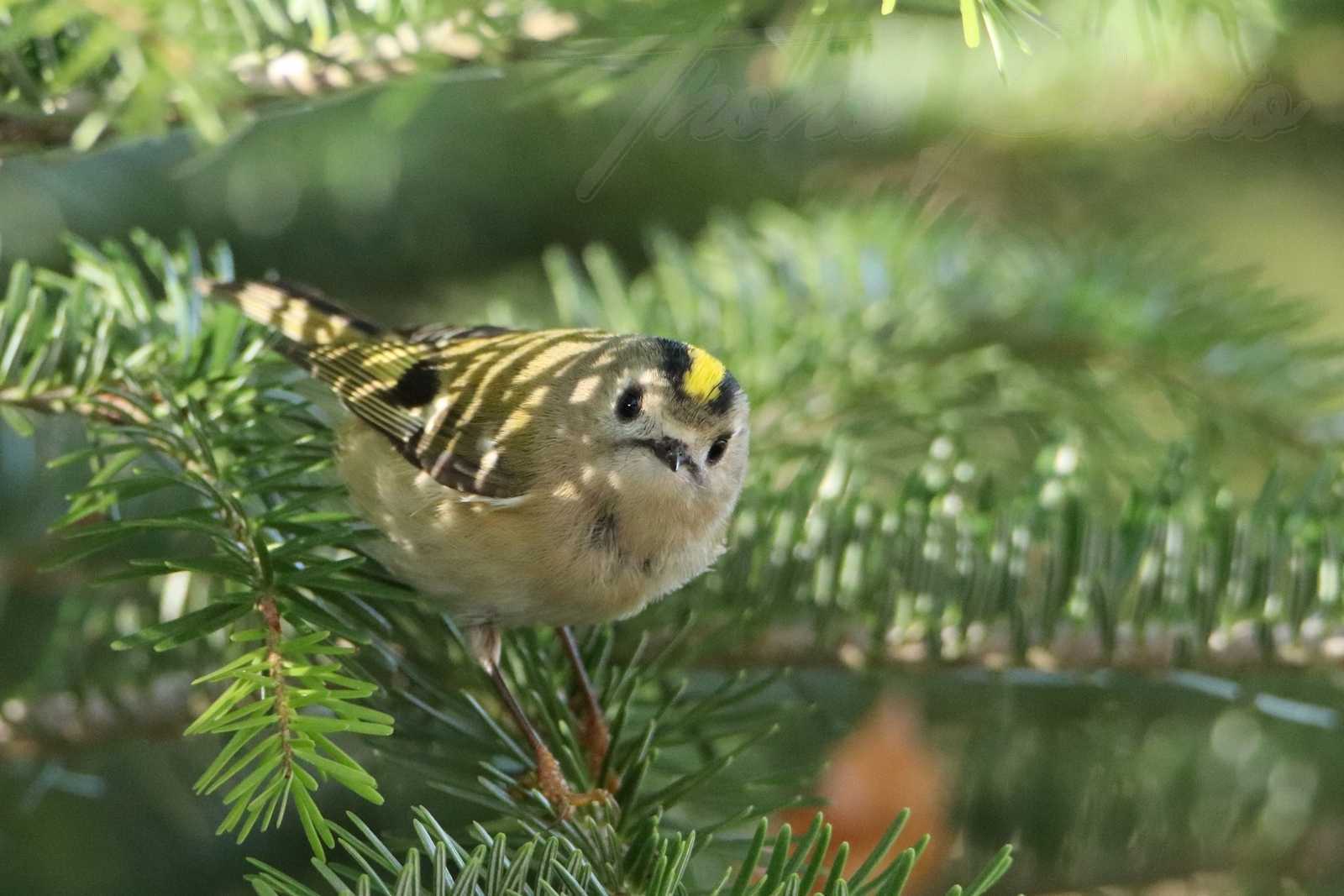 Roitelet huppe breuillet 2020 11 14 4f