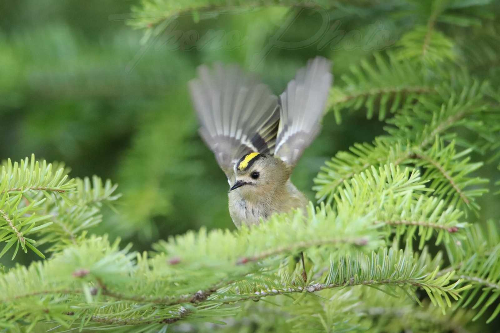 Roitelet-huppe-Breuillet-2020-11-14-5F