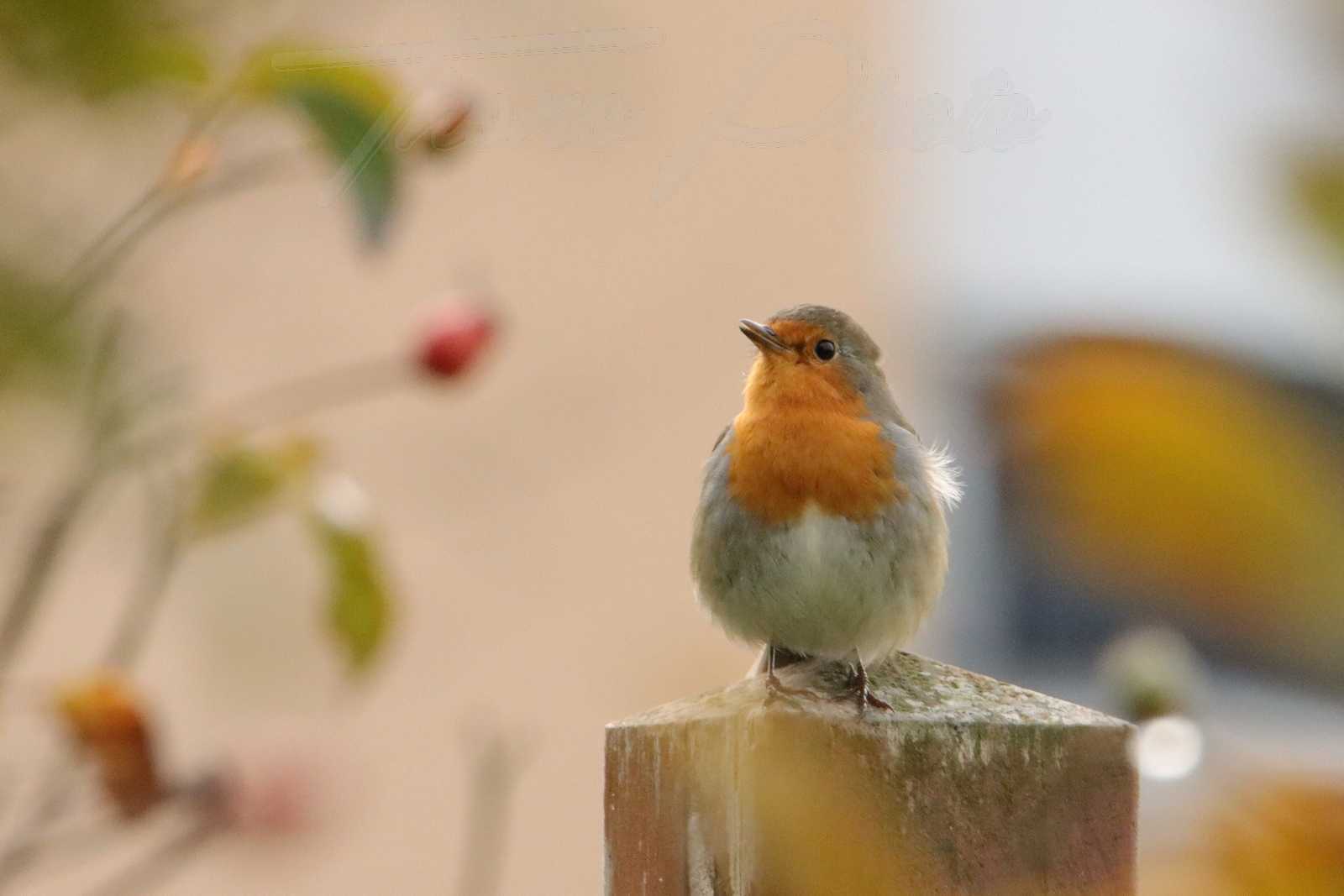 Rouge-gorge-Breuillet-2021-11-13-2-0773F