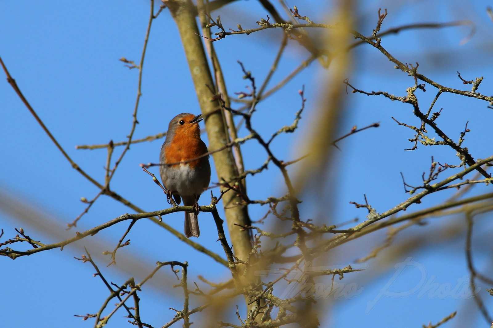 Rouge-gorge-St-Vincent-Puymaufrais-2021-03-06-5808F