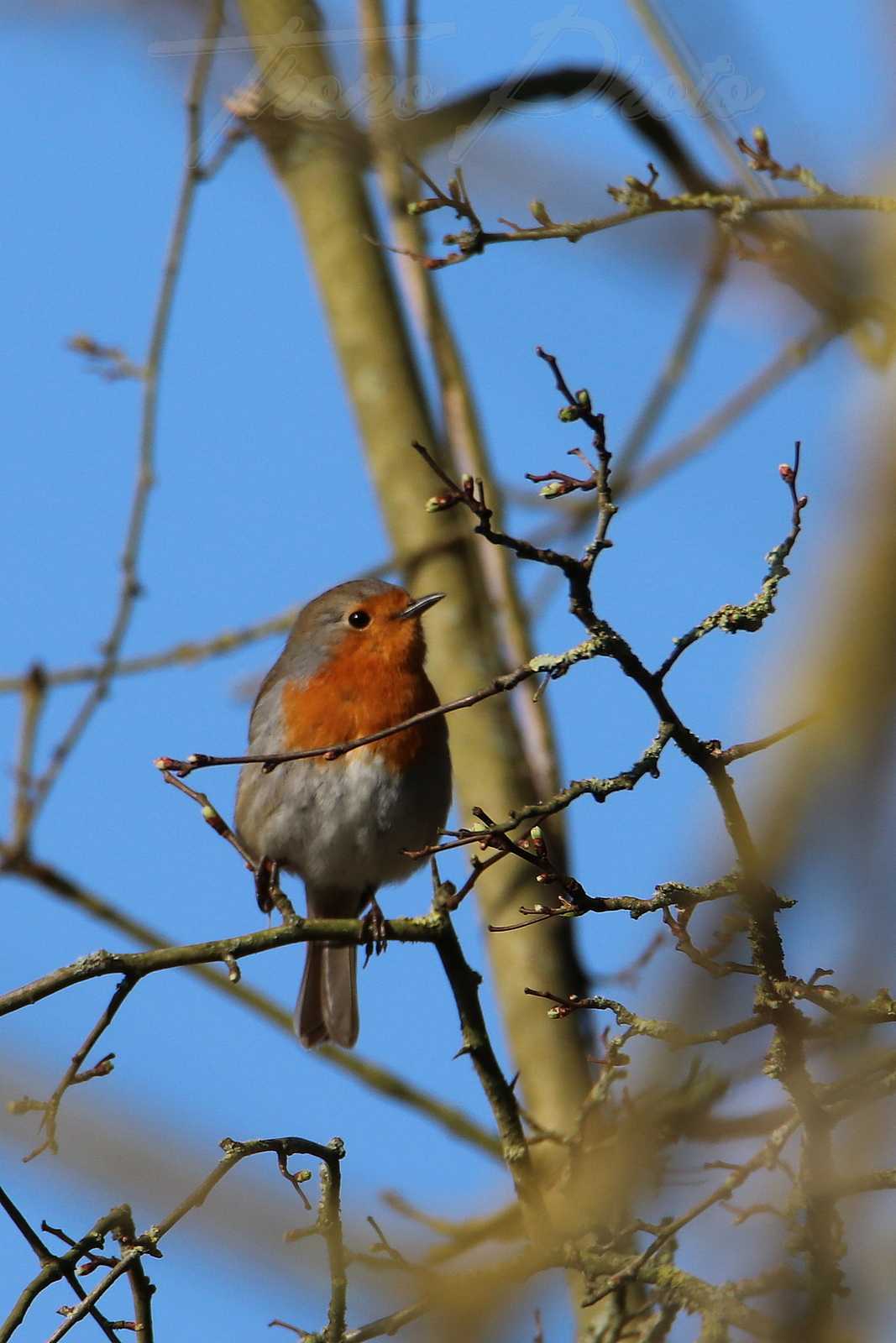 Rouge-gorge-St-Vincent-Puymaufrais-2021-03-06-5810F