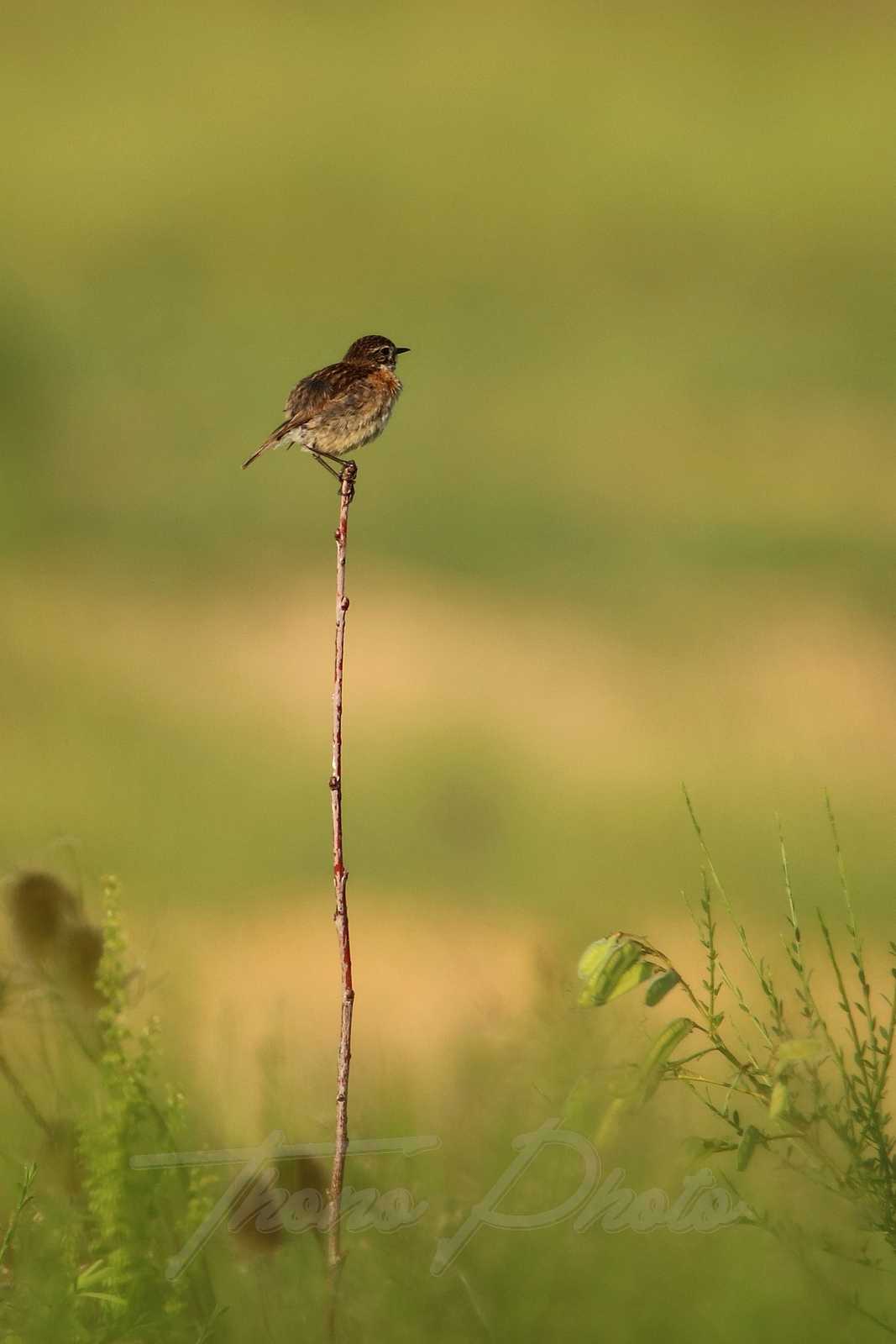 Tarier-patre-femelle-St-Maurice-Montcouronne-2021-06-12-6600F