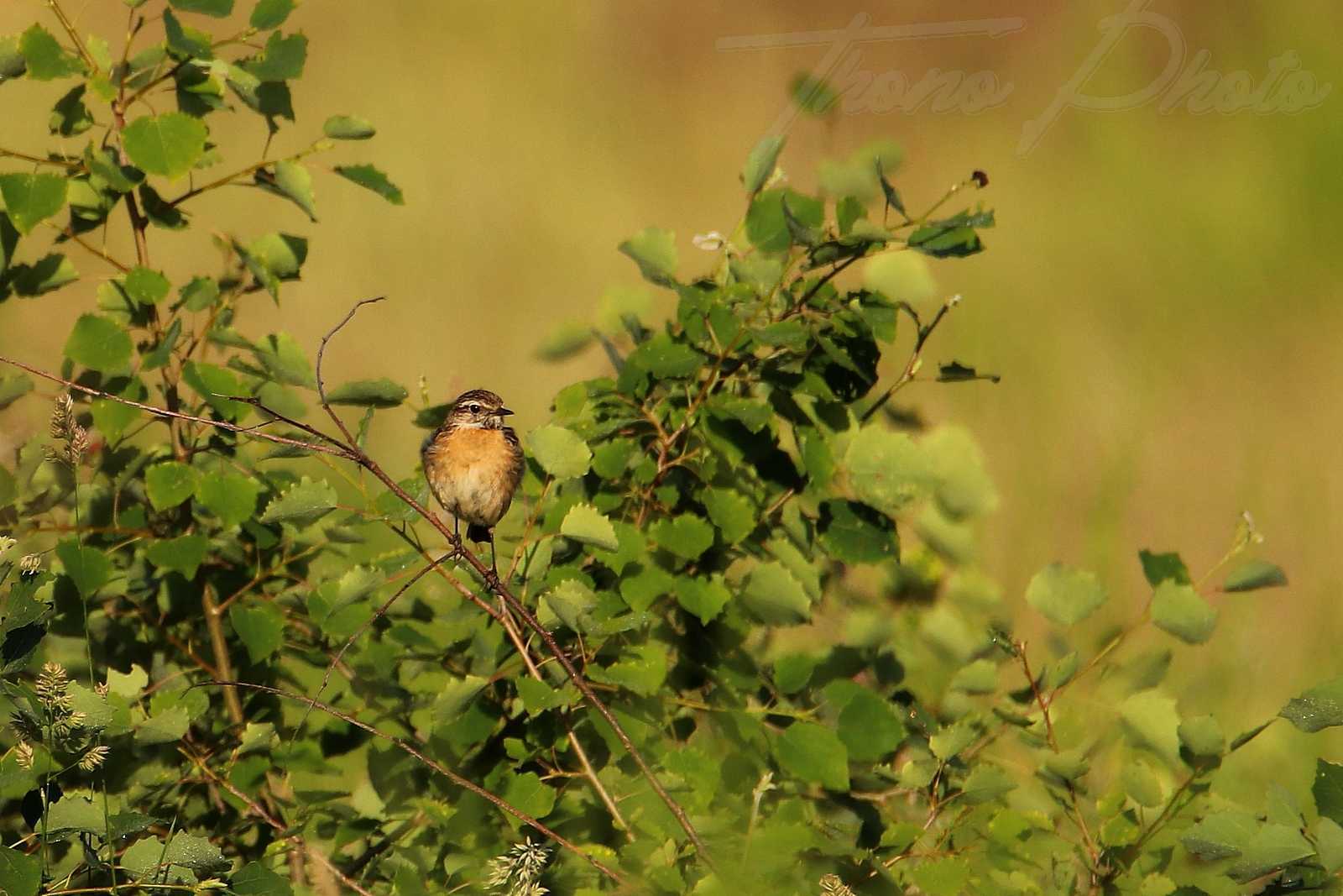 Tarier-patre-femelle-St-Maurice-Montcouronne-2021-06-12-6633F