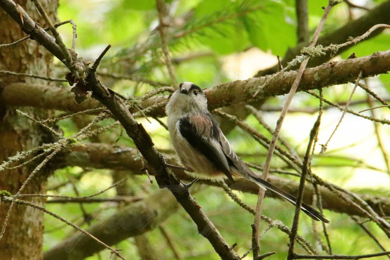 Mesange-a-longue-queue-St-Merd-les-Oussines-2021-09-09-2-0180F