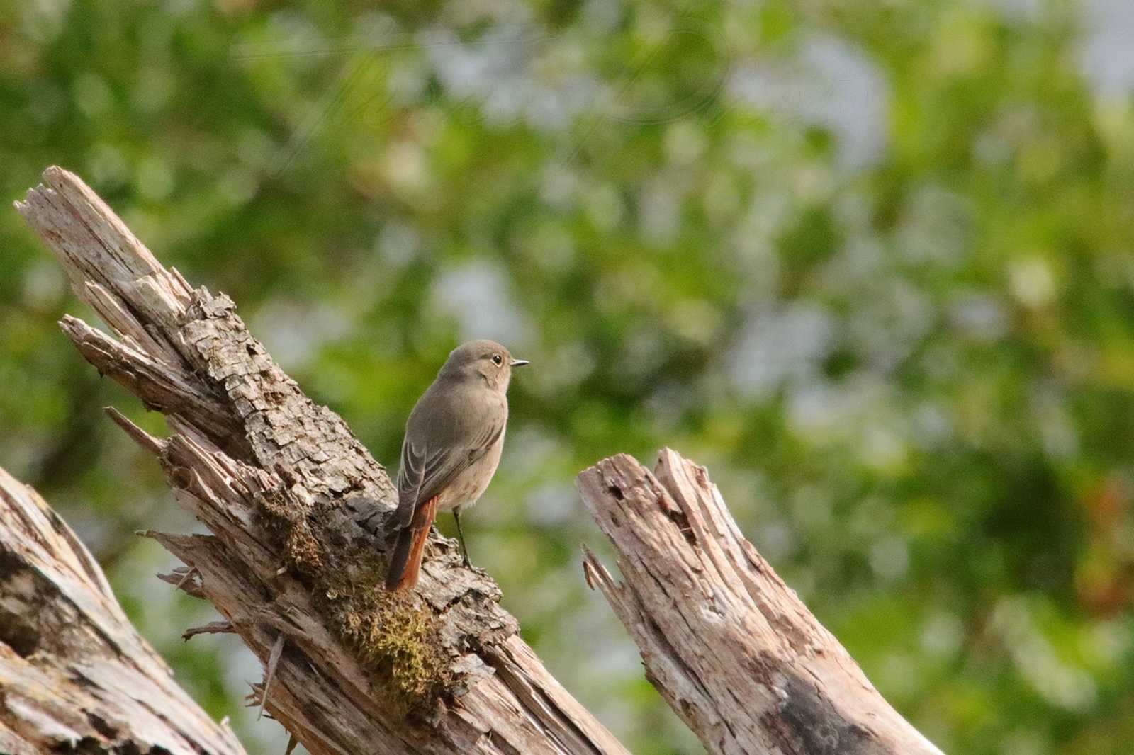 Rouge-queue-noir-St-Merd-des-Oussines-2021-09-09-2-0178F