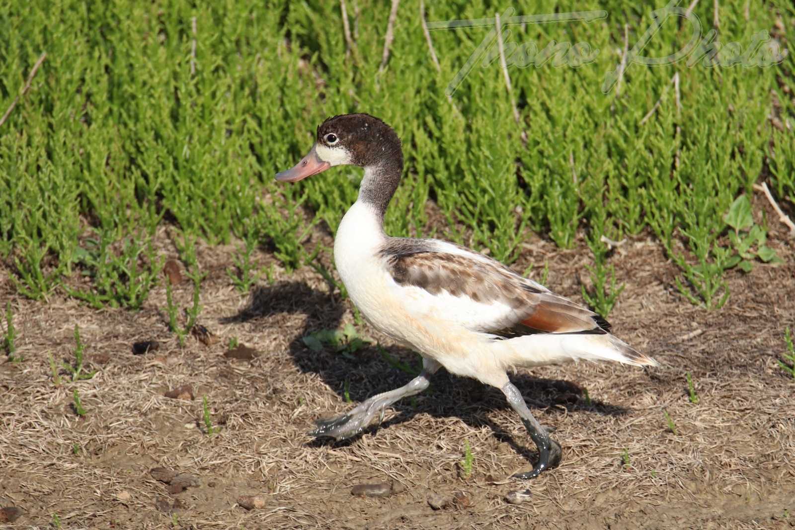 Tadorne de belon immature baie aiguillon 2020 09 05 1f