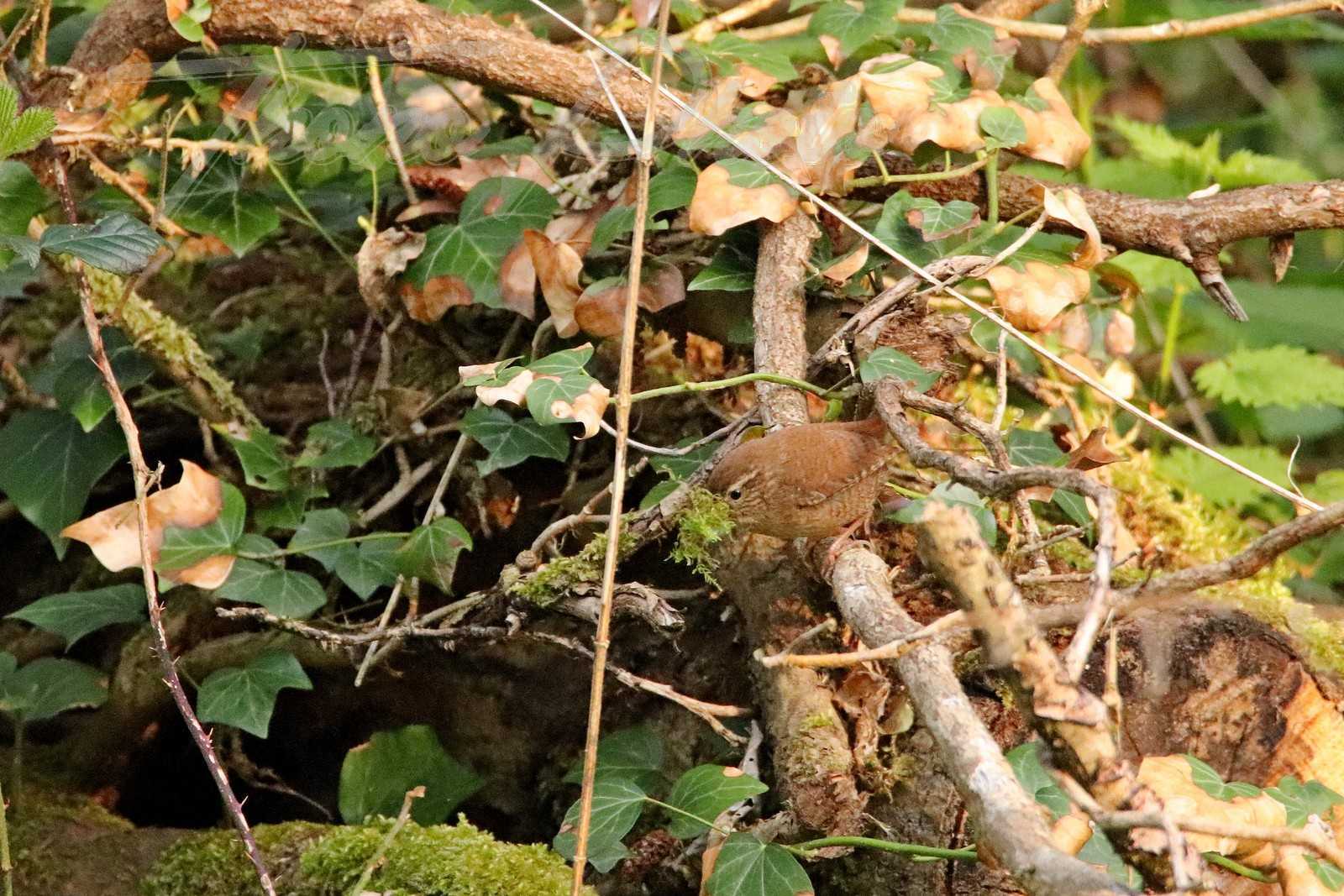 Troglodyte mignon breuc jouy 2020 04 17 6160f