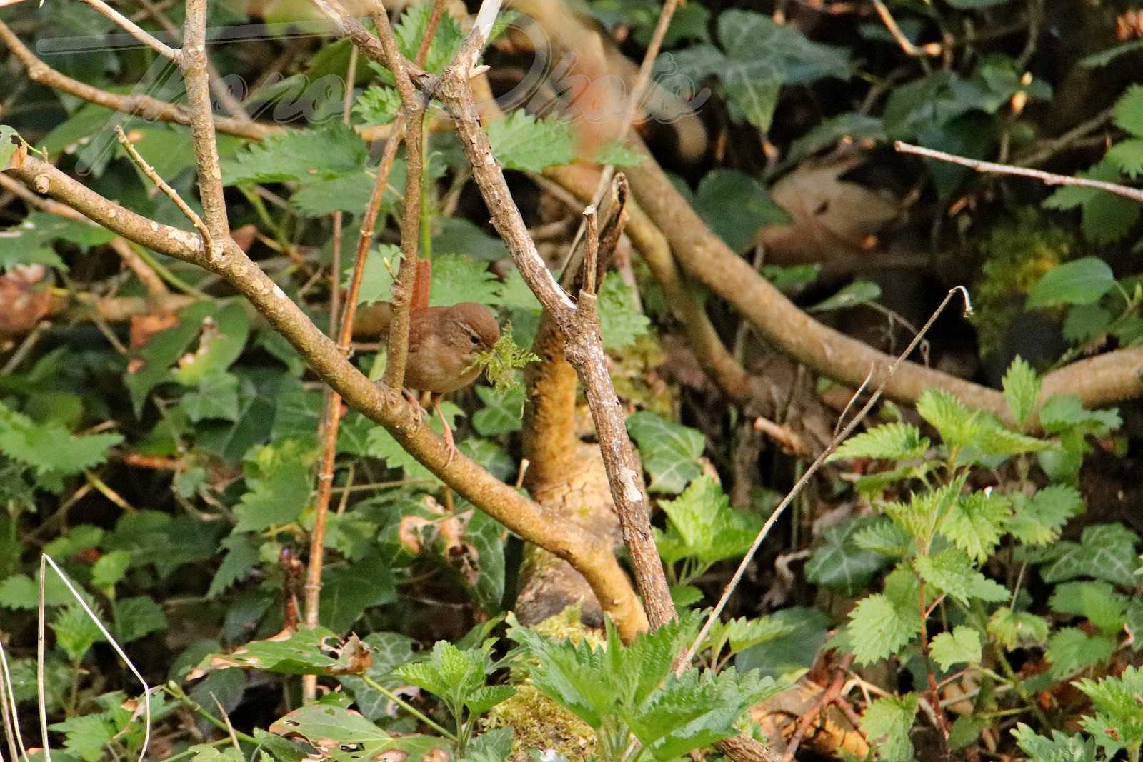 Troglodyte mignon breuc jouy 2020 04 17 6163f