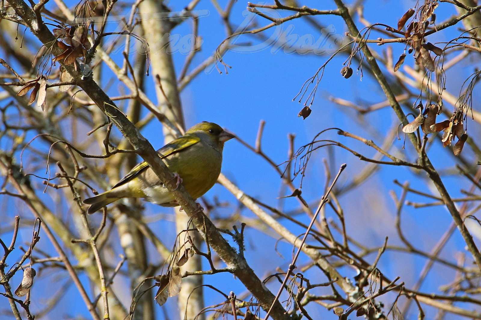 Verdier-d-Europe-St-Vincent-Puymaufrais-2021-03-06-b-5823F