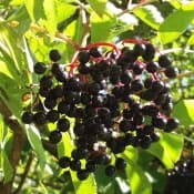 Feuilles et fruits (fabrication-purin de sureau-extrait fermenté)