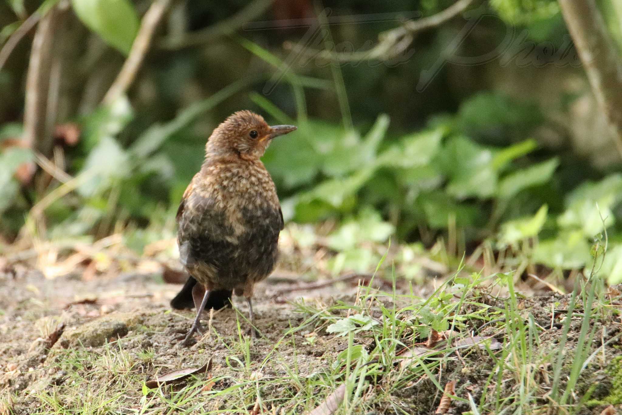 Merle juvenile breuillet 2021 06 07 6820f