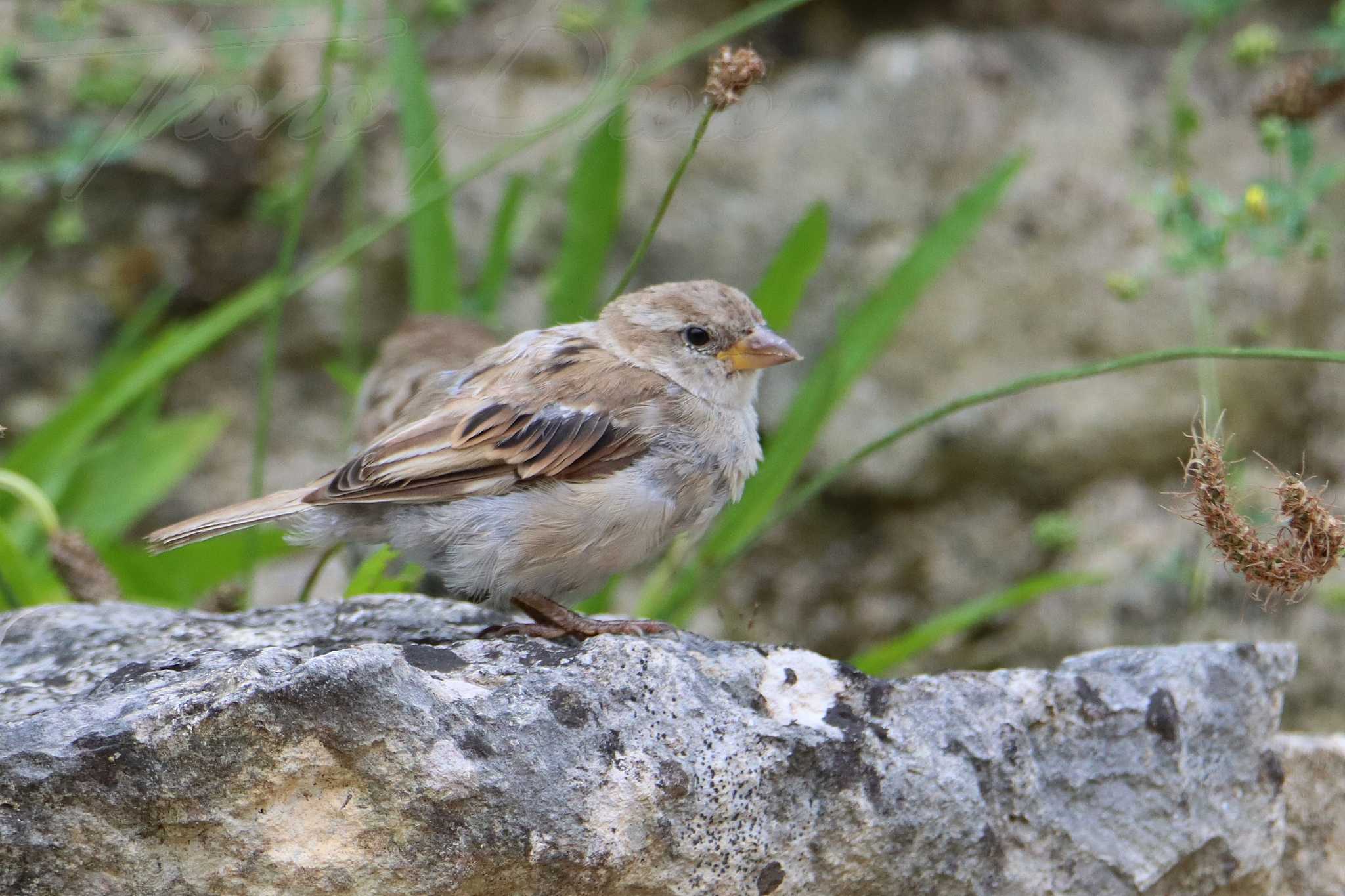 Moineau juvenile breuillet 2021 07 30 6694f