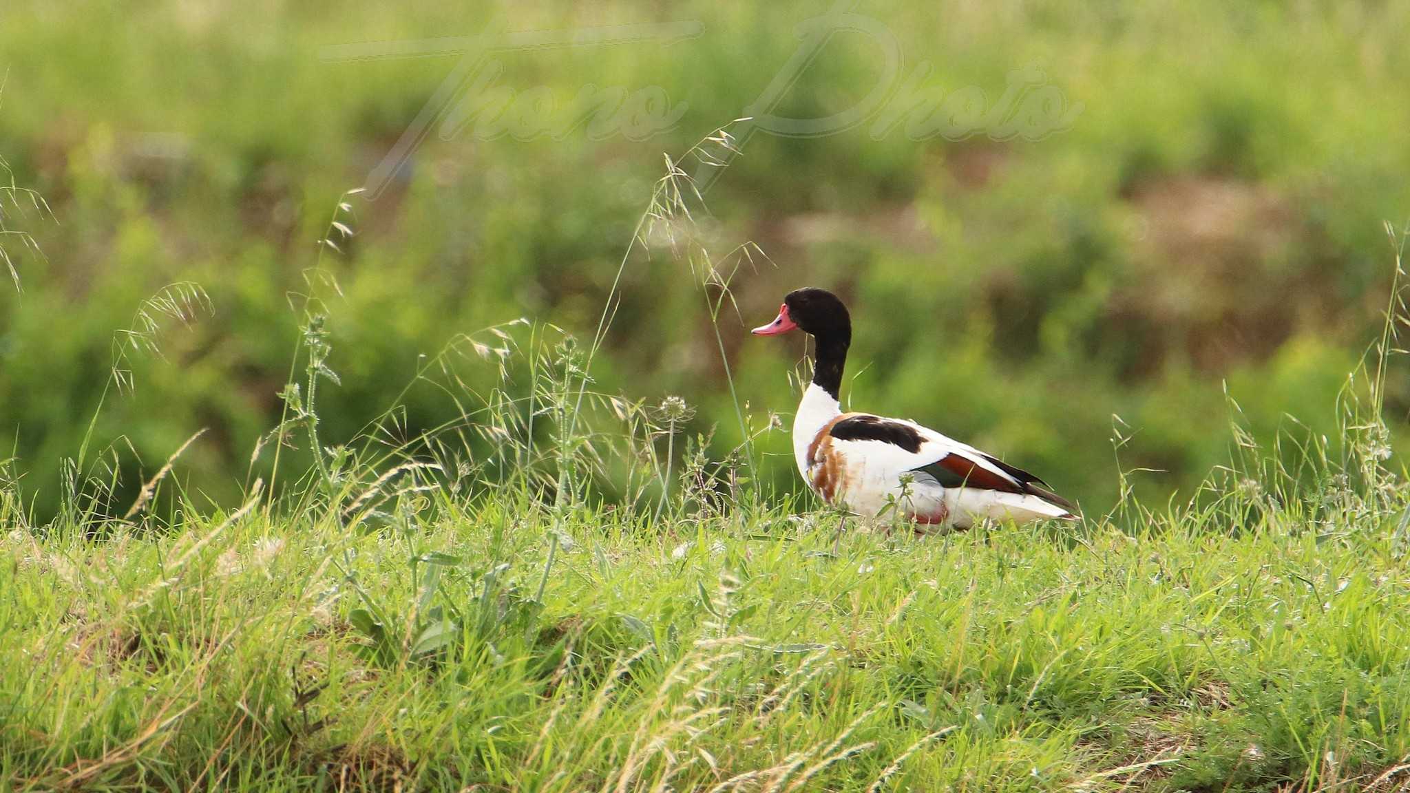 Tadorne-de-Belon-jeune-femelle-Lucon-2021-06-27-2-6779F