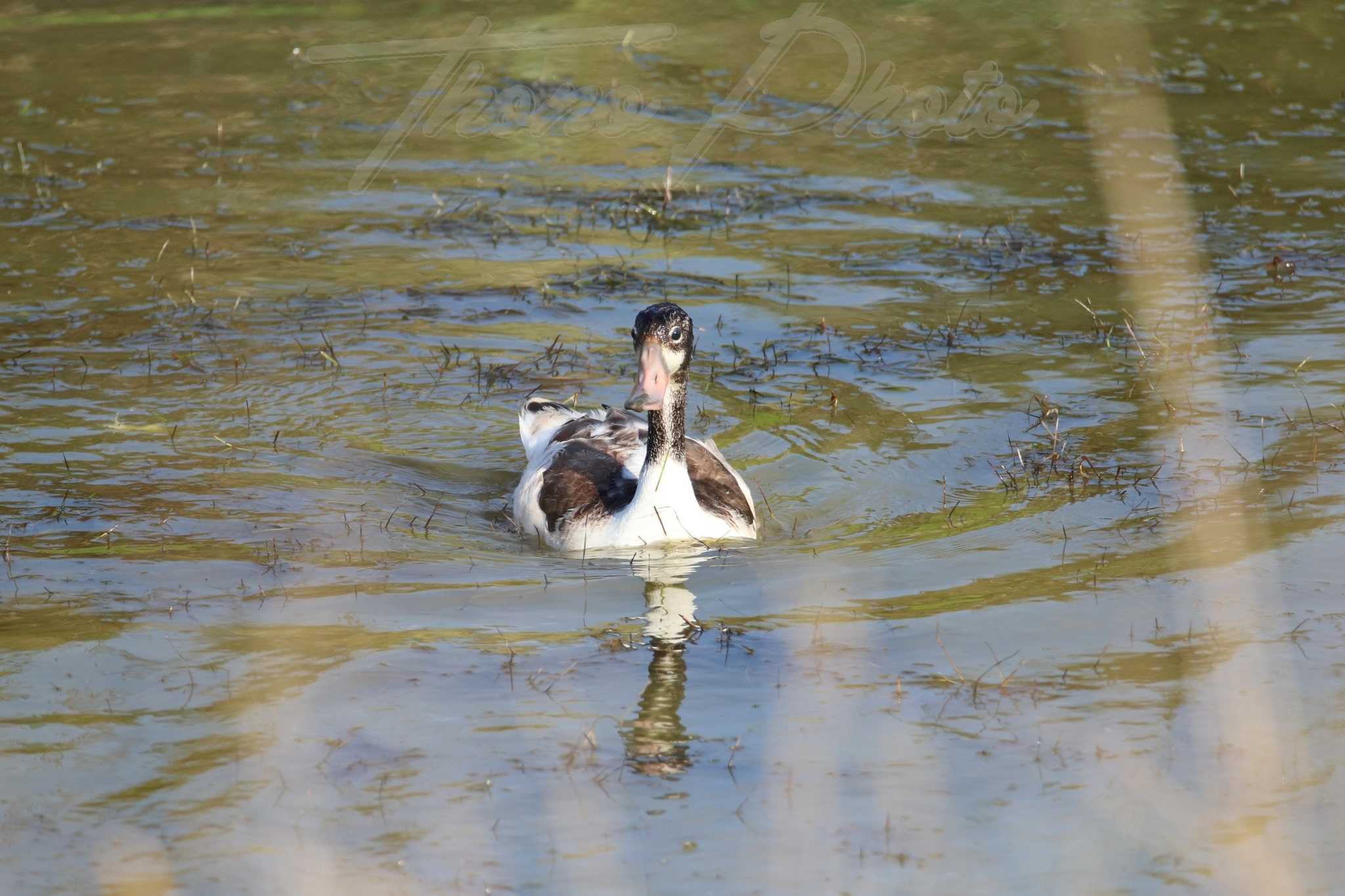 Tadorne de belon immature baie aiguillon 2020 09 05 2f