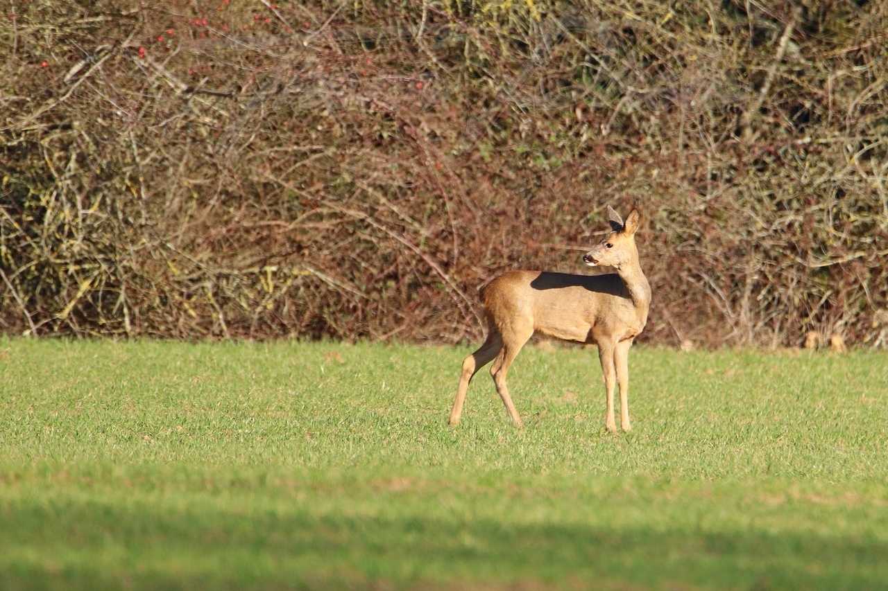 Chevreuil boissy sous st yon 2021 02 27 7cf