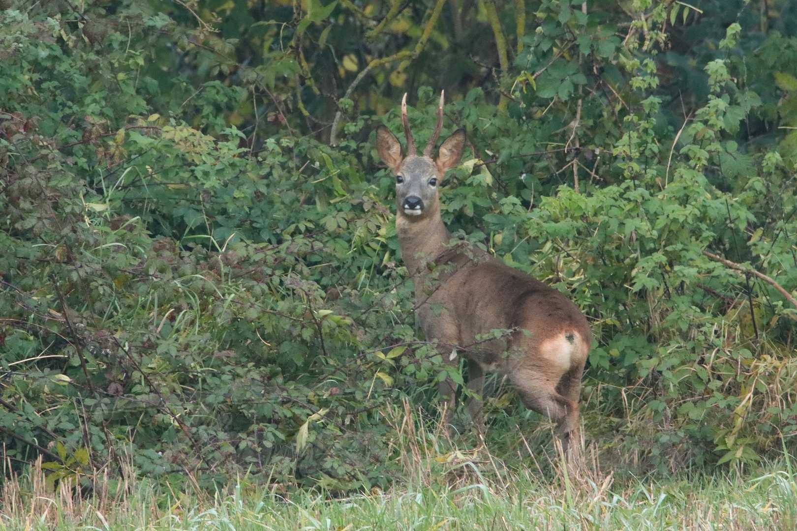 Chevreuil st yon 2021 11 11 2 0669f