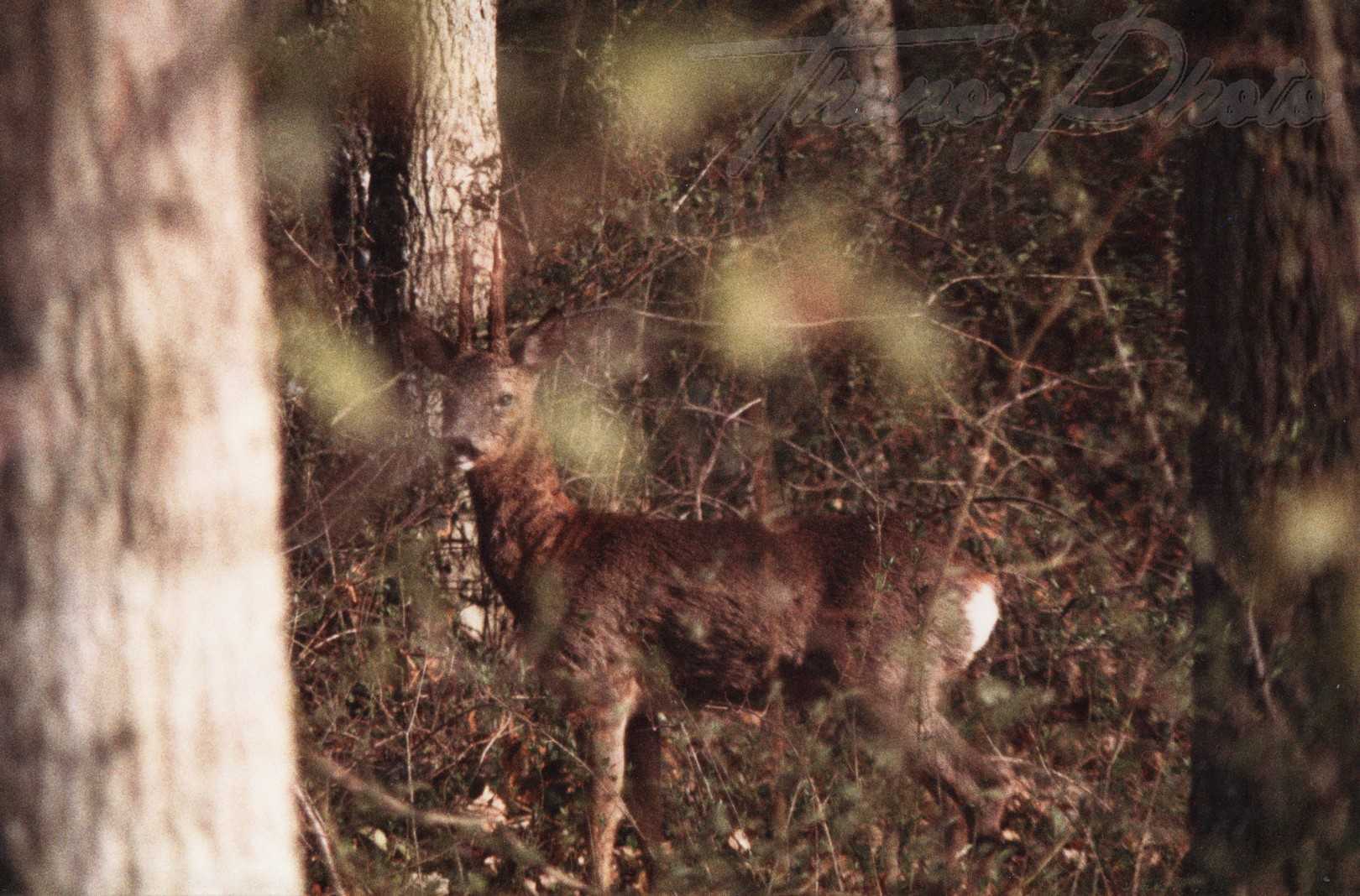Chevreuil-Eric-BeynesF
