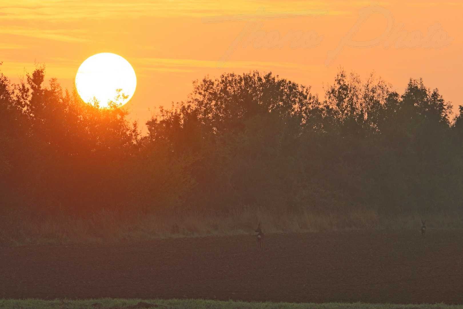 Chevreuil soleil mauchamps 2021 10 17 2 0483f