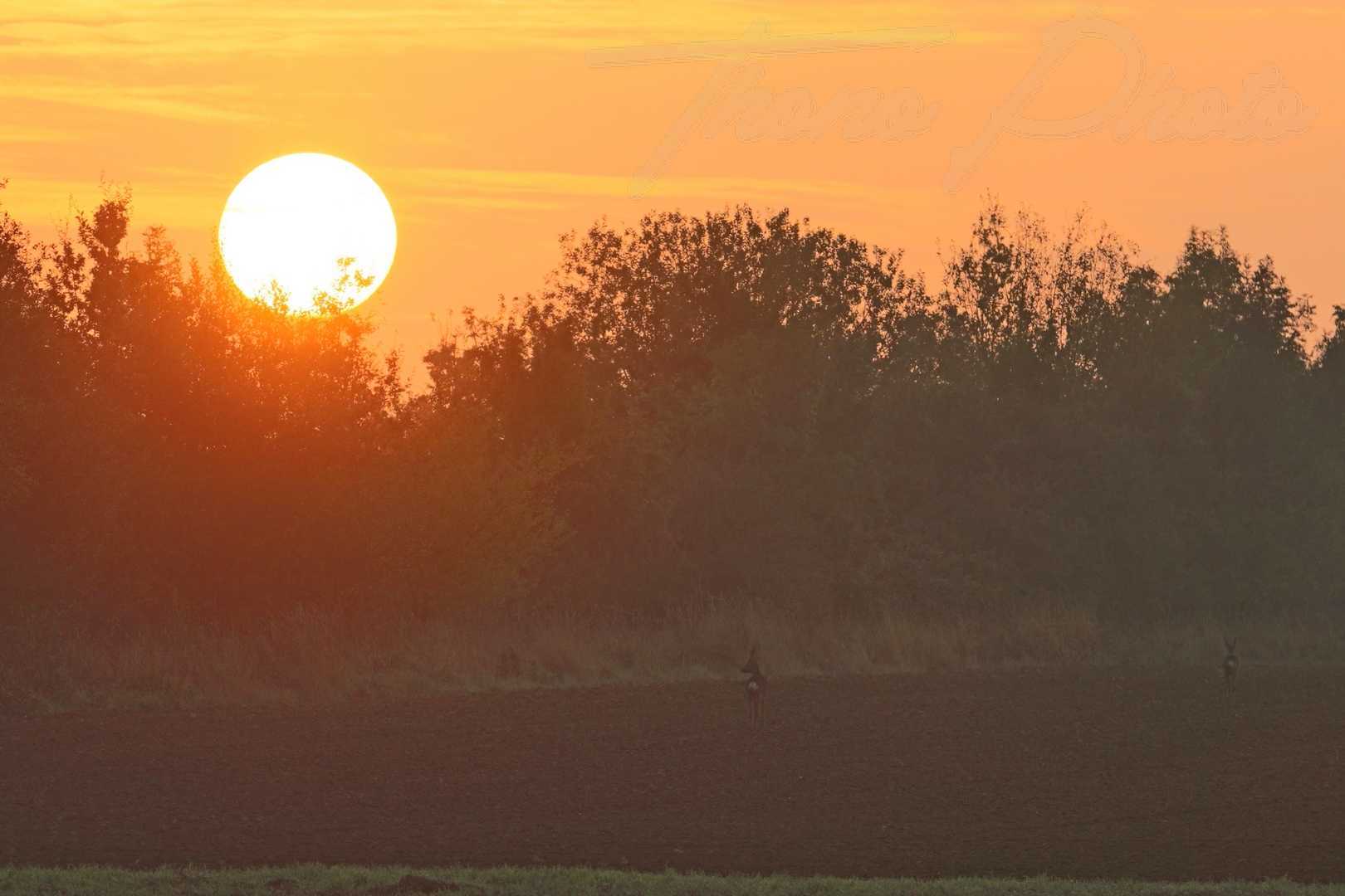 Chevreuil-soleil-Mauchamps-2021-10-17-2-0483F