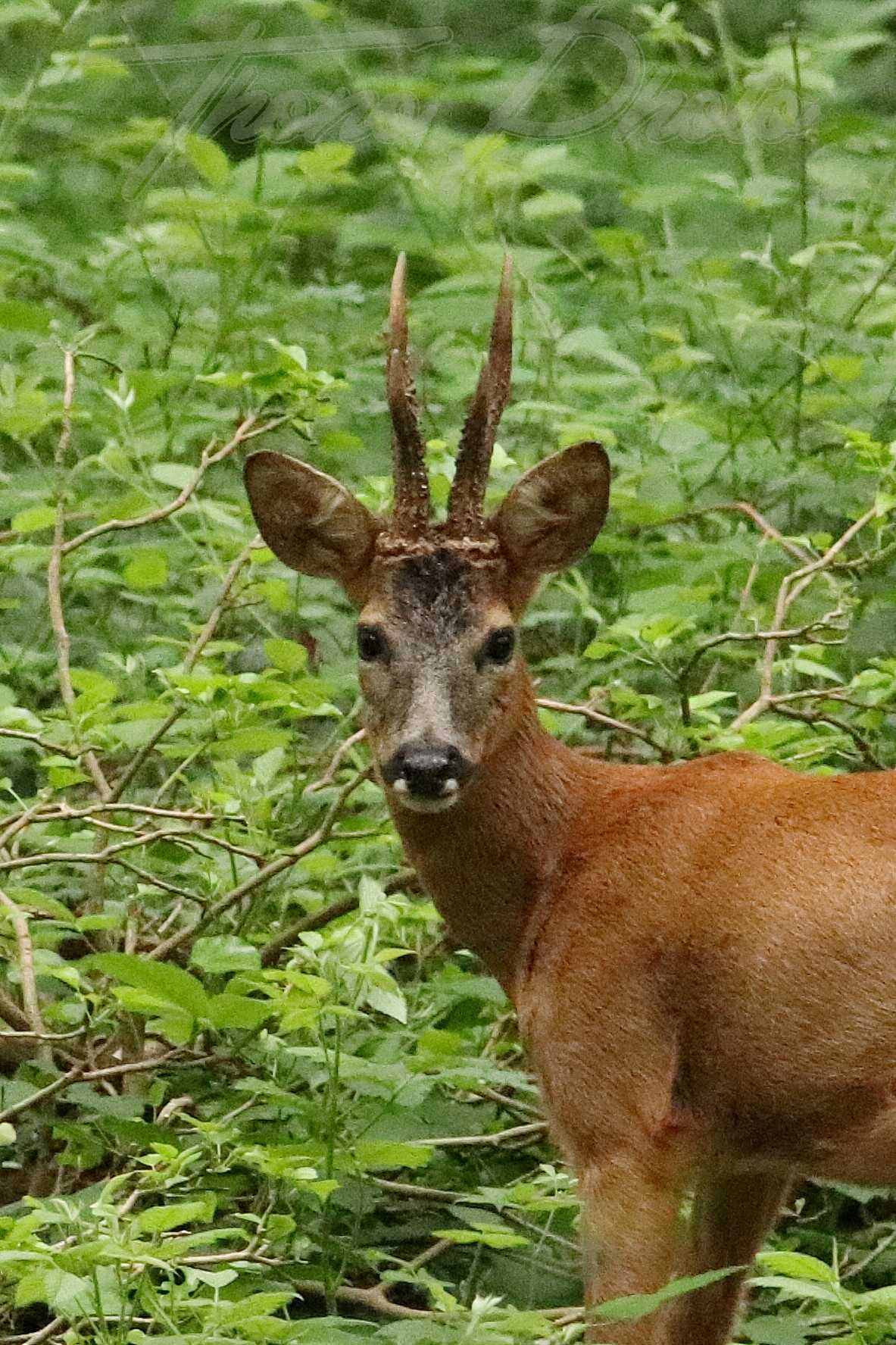 Chevreuil-Boissy-sous-St-Yon-2021-06-05-6516F