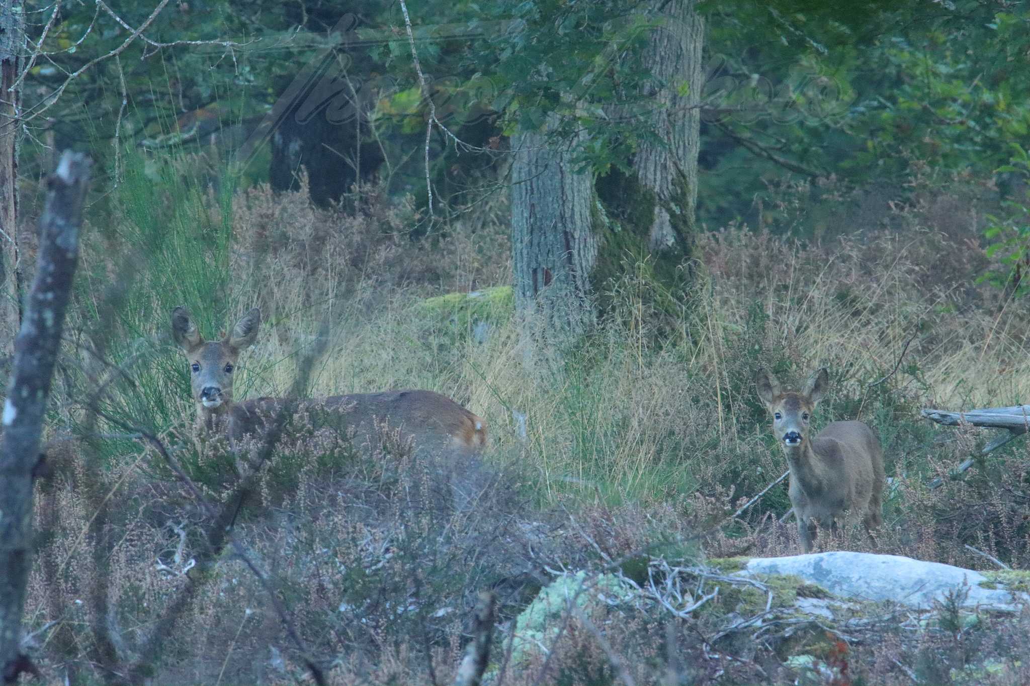 Chevreuil-et-jeune-Boissy-sous-St-Yon-2021-10-16-2-0499F