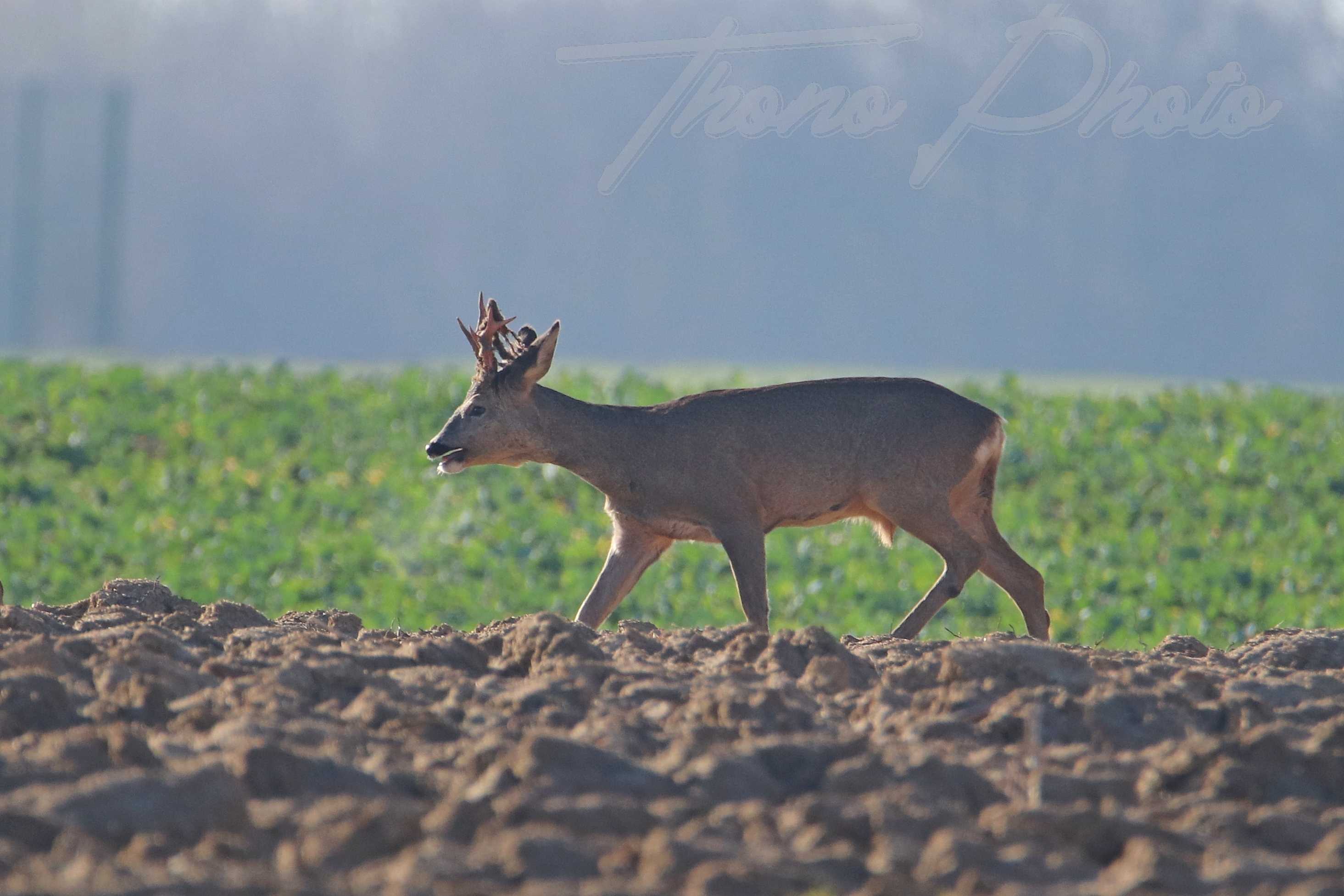 Chevreuil-Mauchamps-2021-02-27-3F
