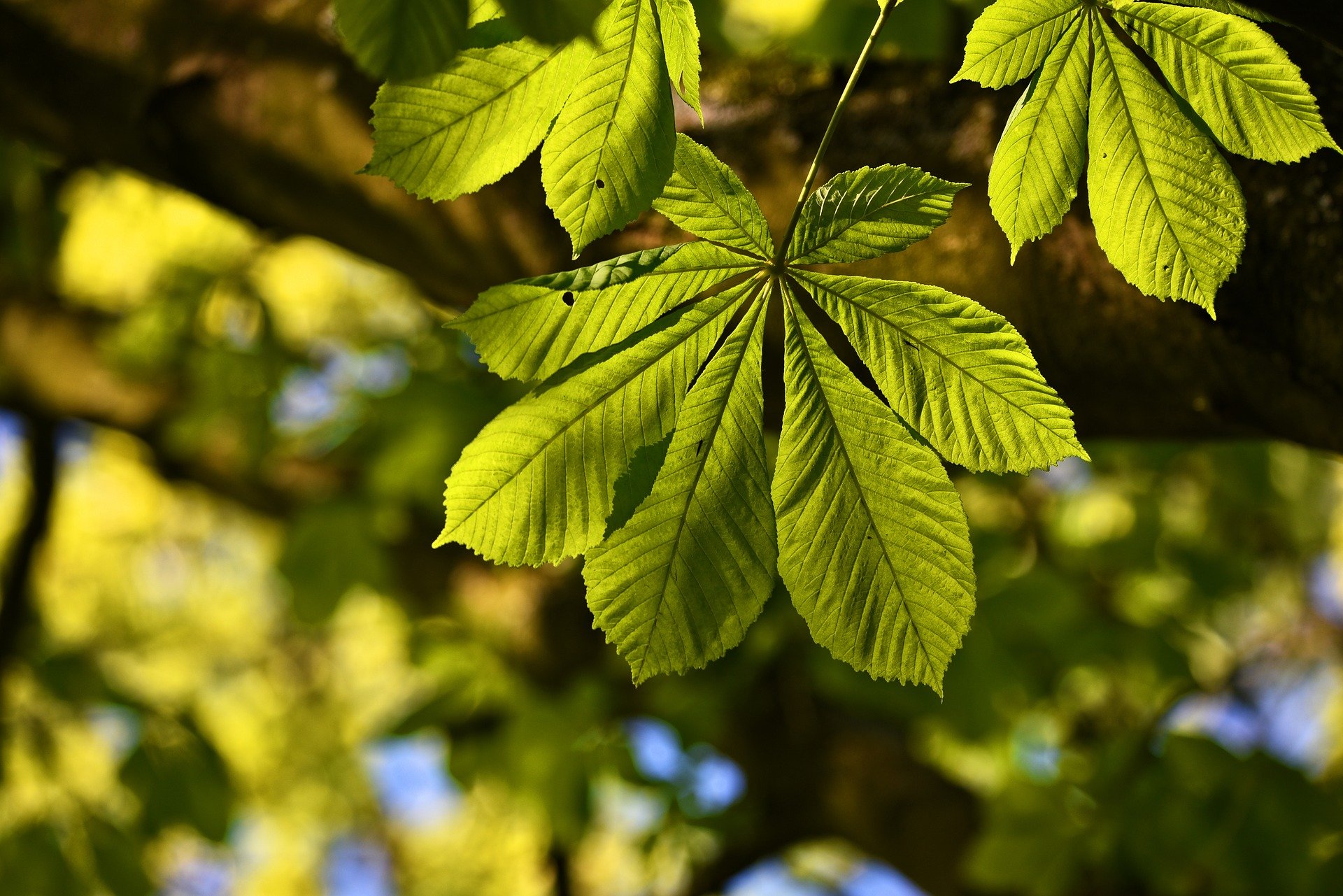 Feuille-chataignier