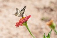 Papillon-sur-fleur-photo